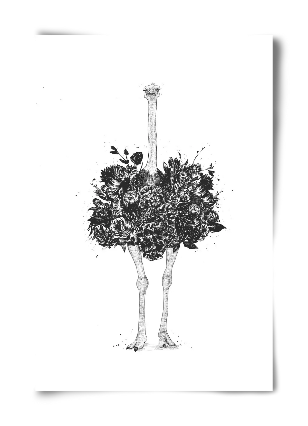 Floral ostrich - artbridge