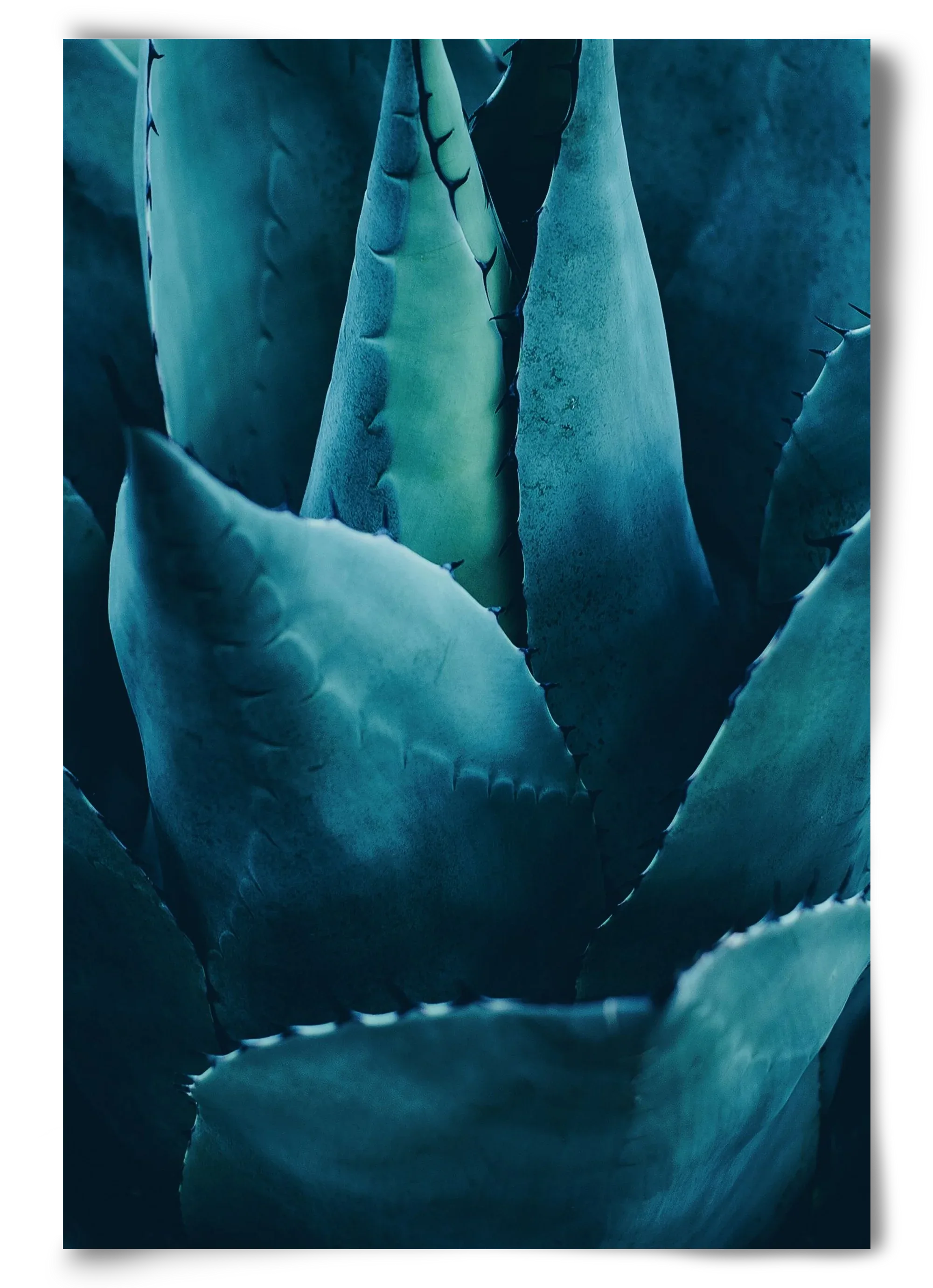 Cactus no. 4 - artbridge