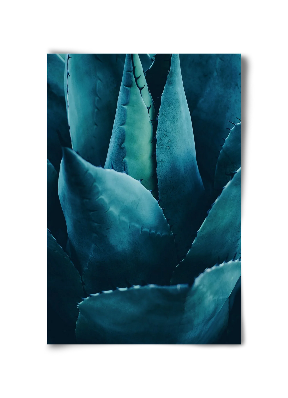Cactus no. 4 - artbridge