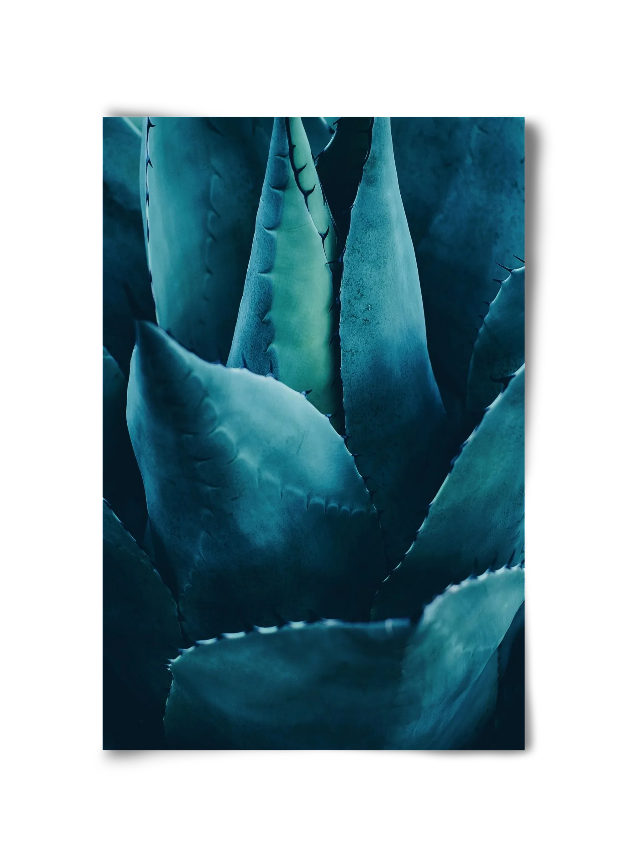 Cactus no. 4 - artbridge