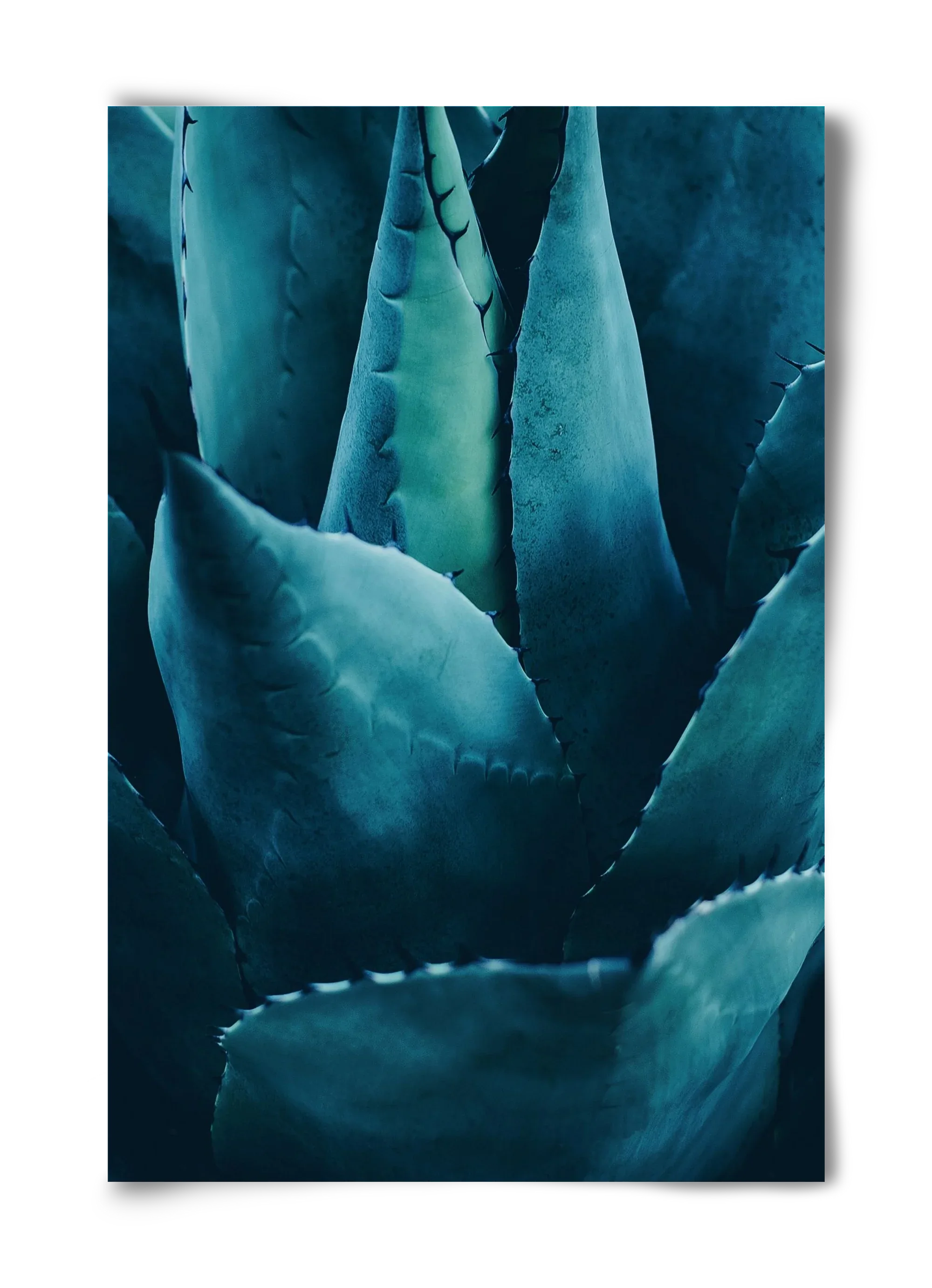 Cactus no. 4 - artbridge