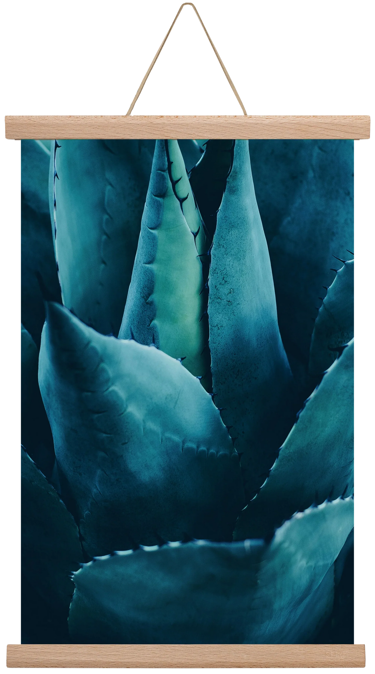 Cactus no. 4 - artbridge