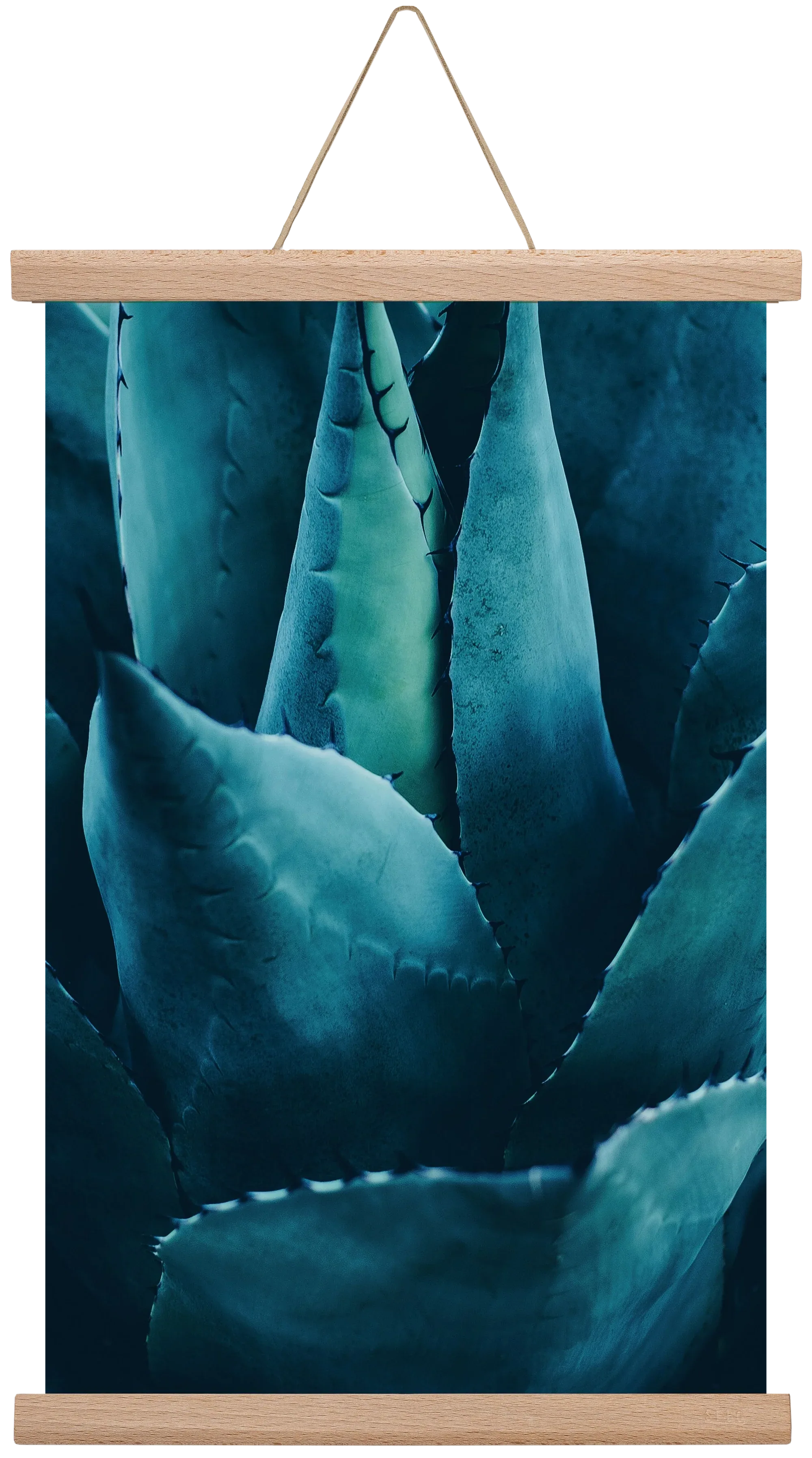 Cactus no. 4 - artbridge