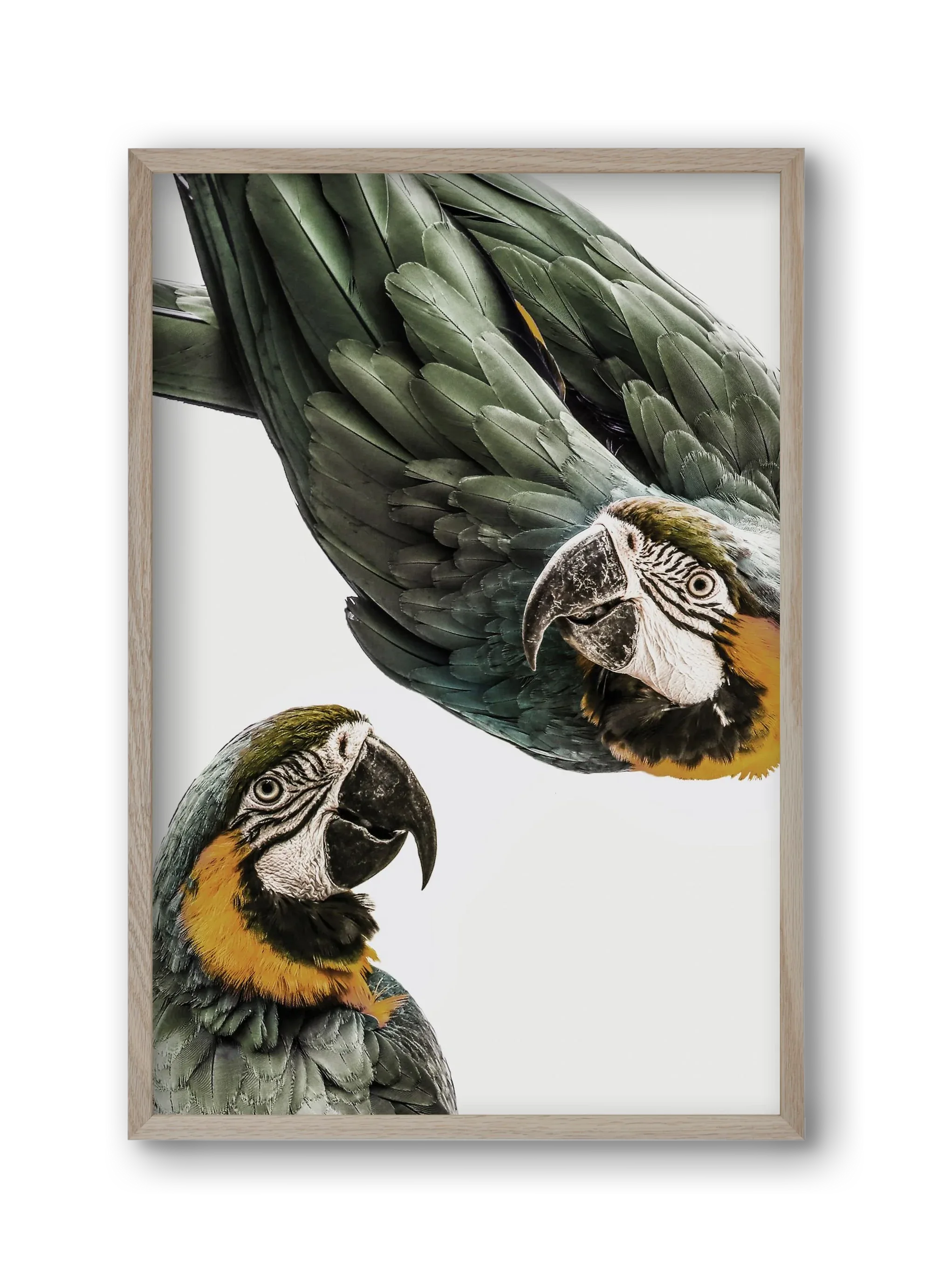 Amazonia - artbridge