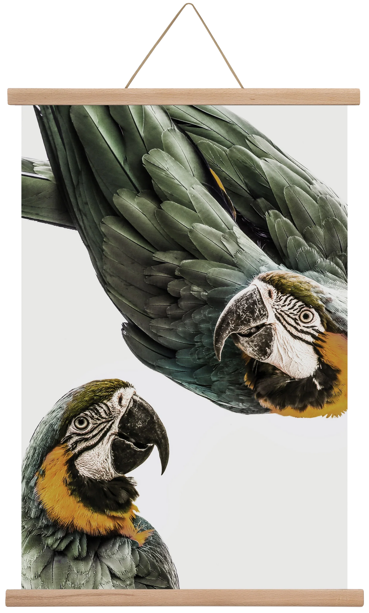 Amazonia - artbridge