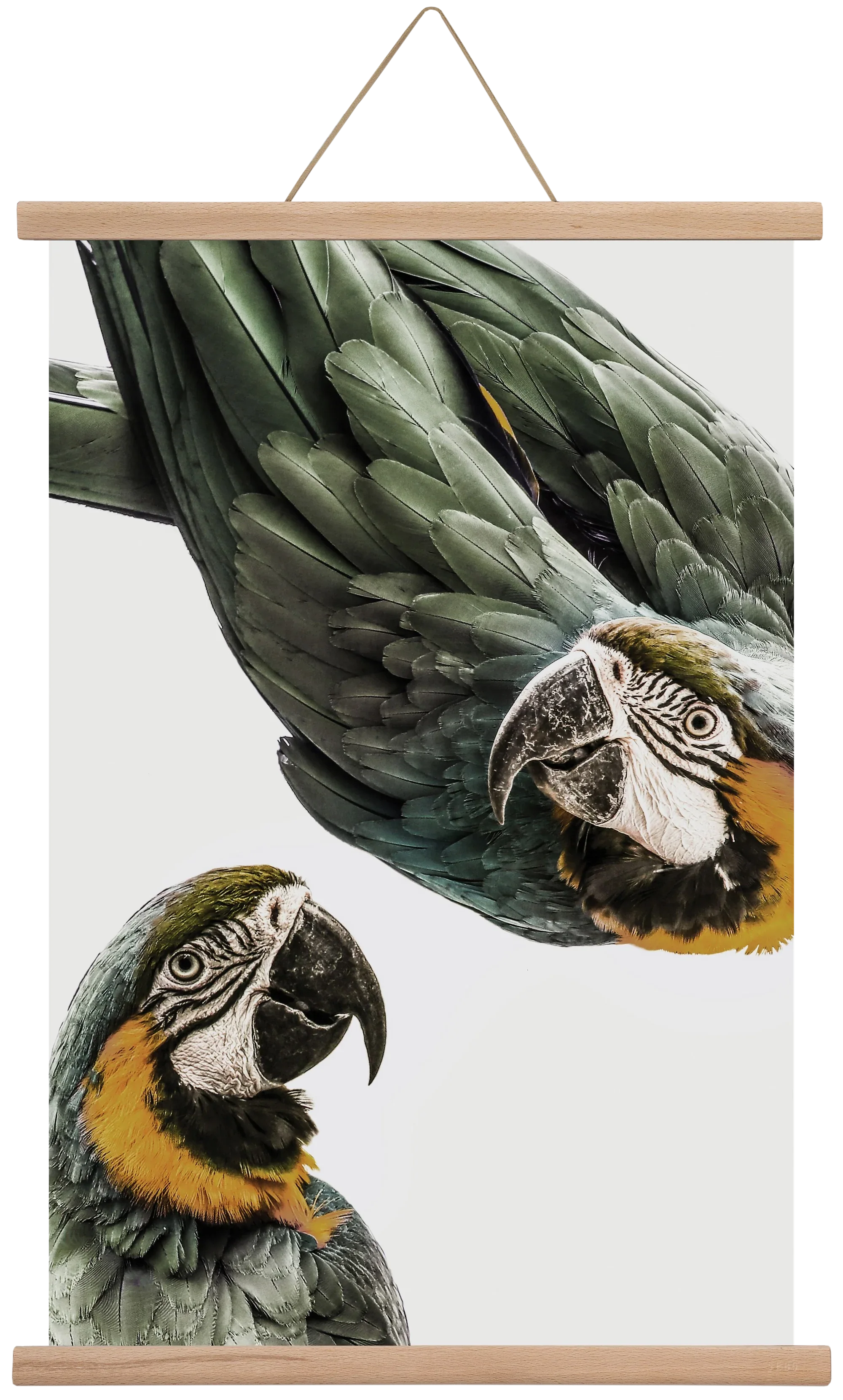 Amazonia - artbridge