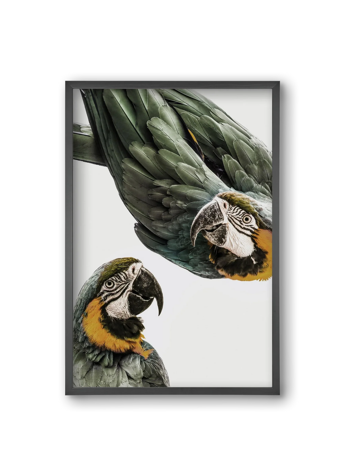 Amazonia - artbridge