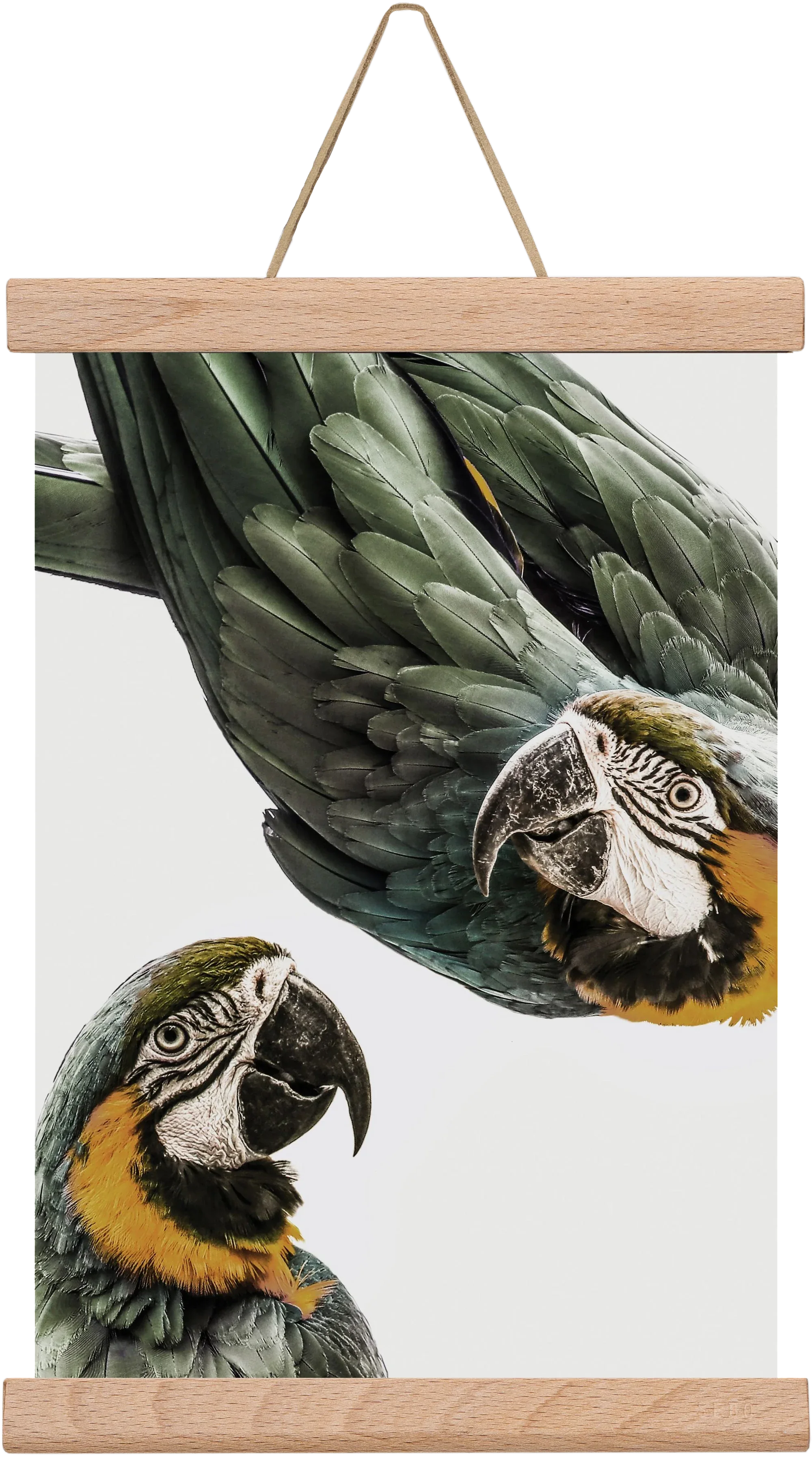 Amazonia - artbridge