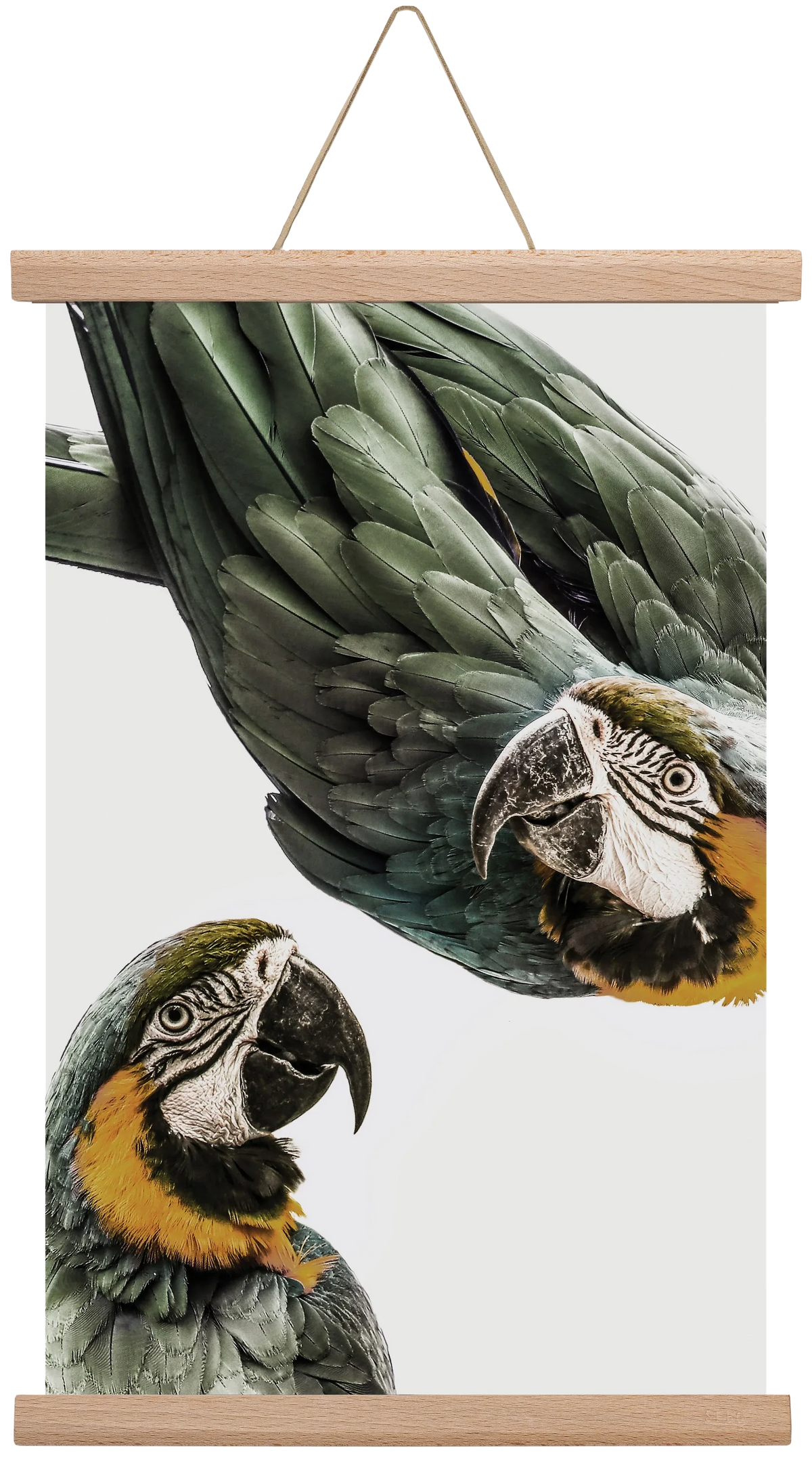 Amazonia - artbridge