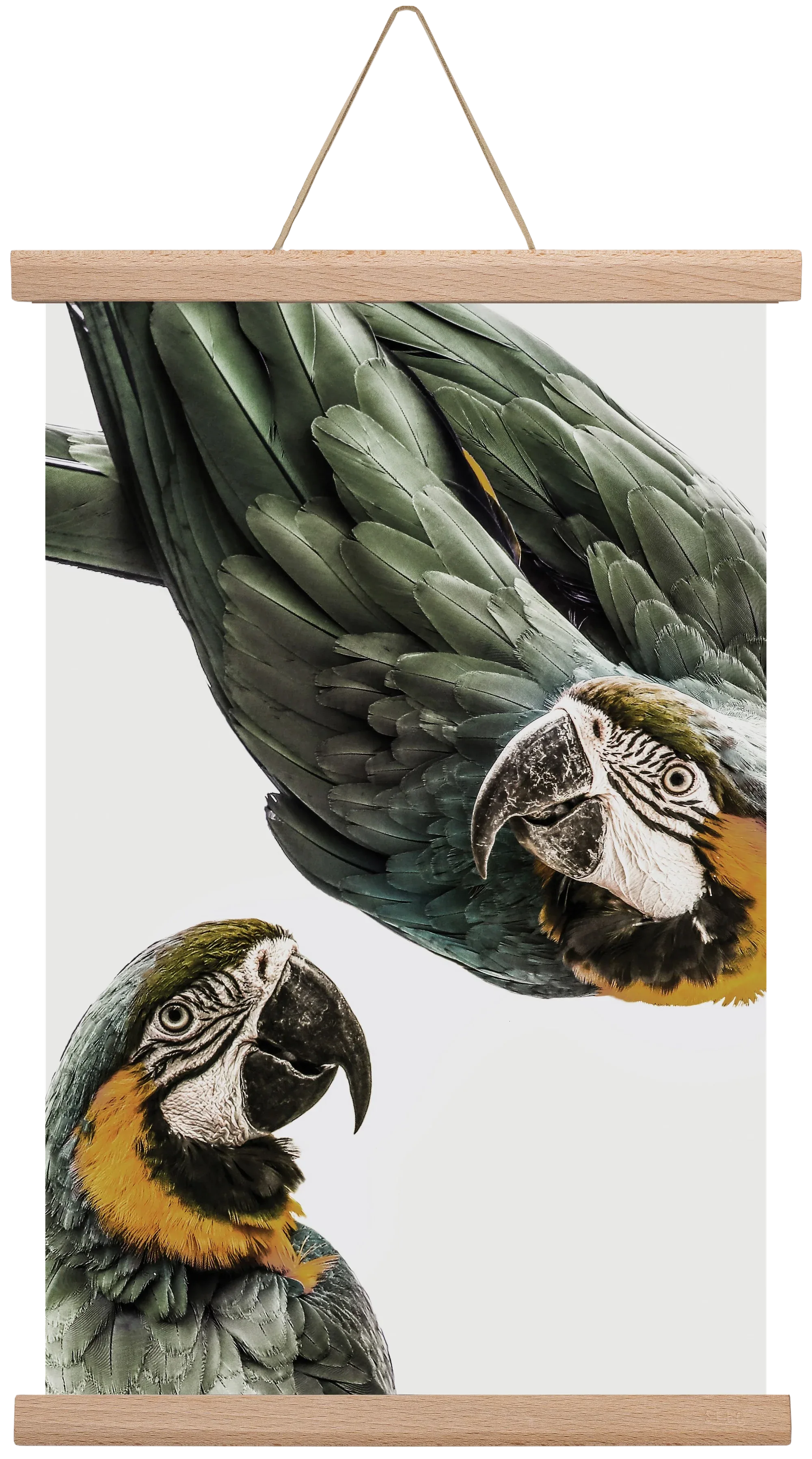 Amazonia - artbridge