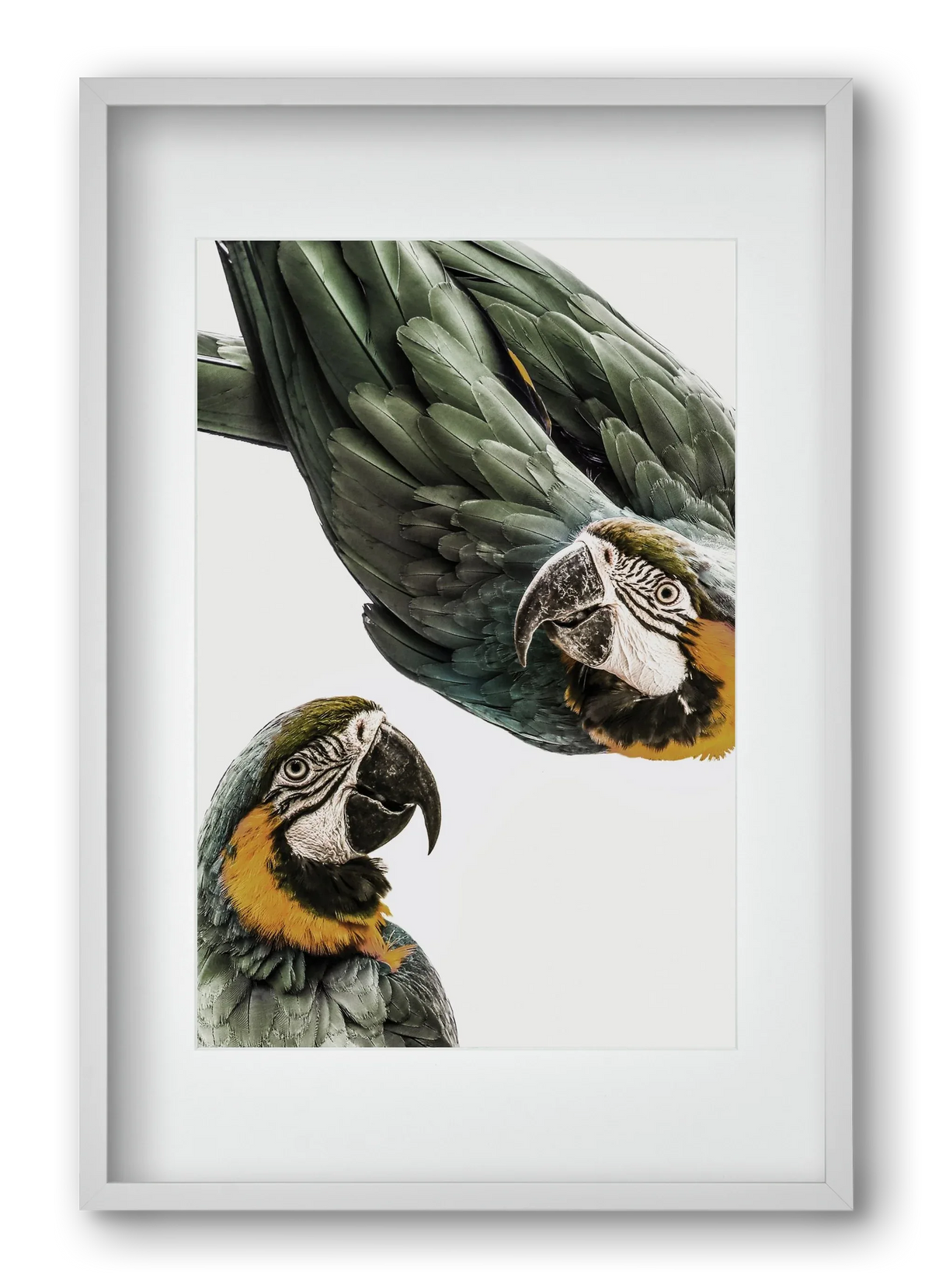 Amazonia - artbridge