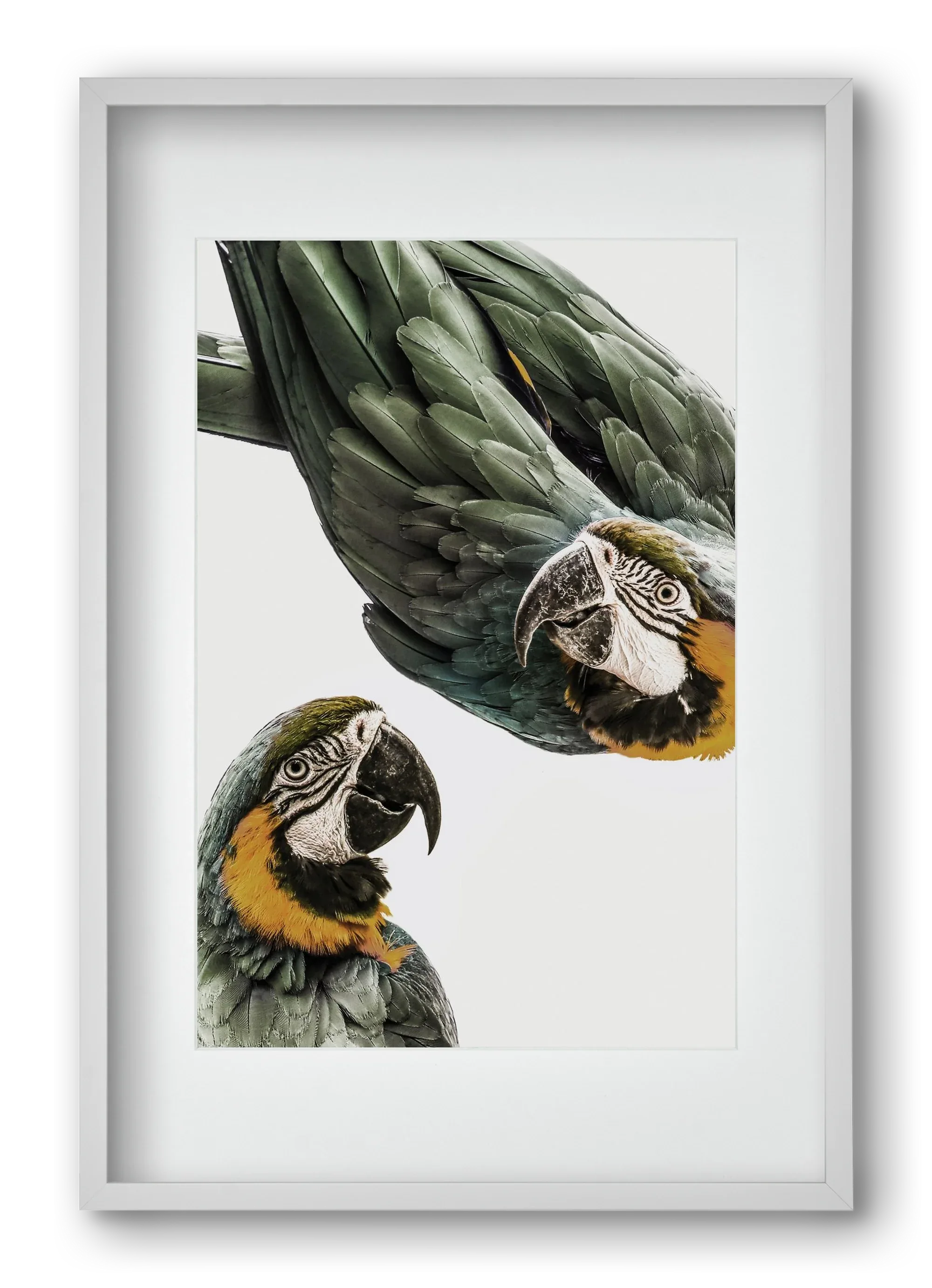 Amazonia - artbridge