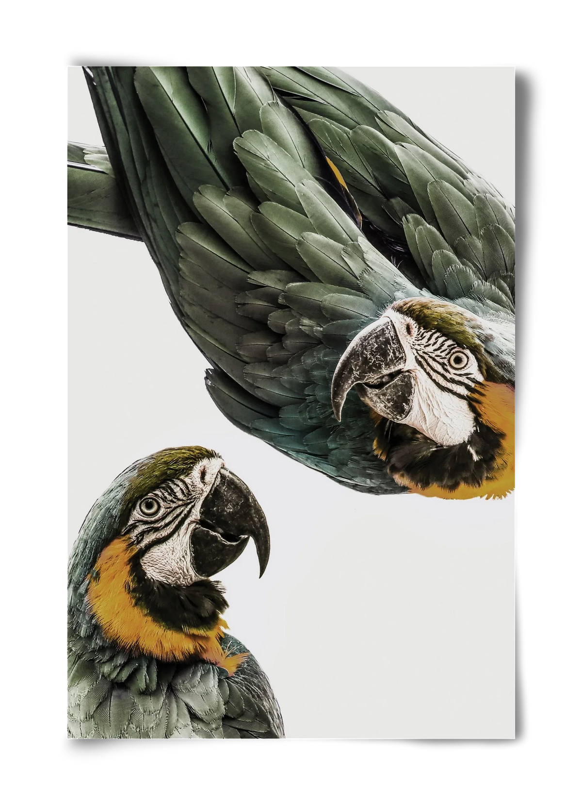 Amazonia - artbridge