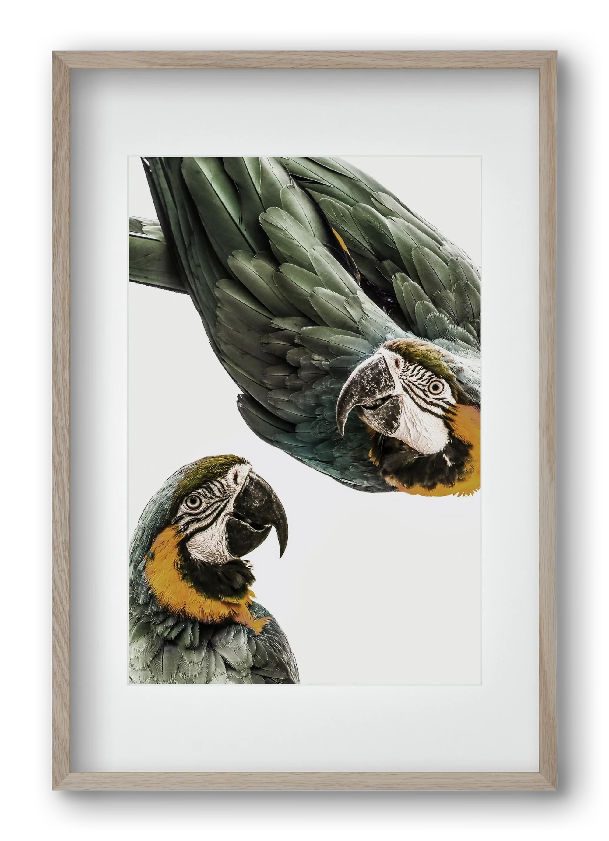 Amazonia - artbridge