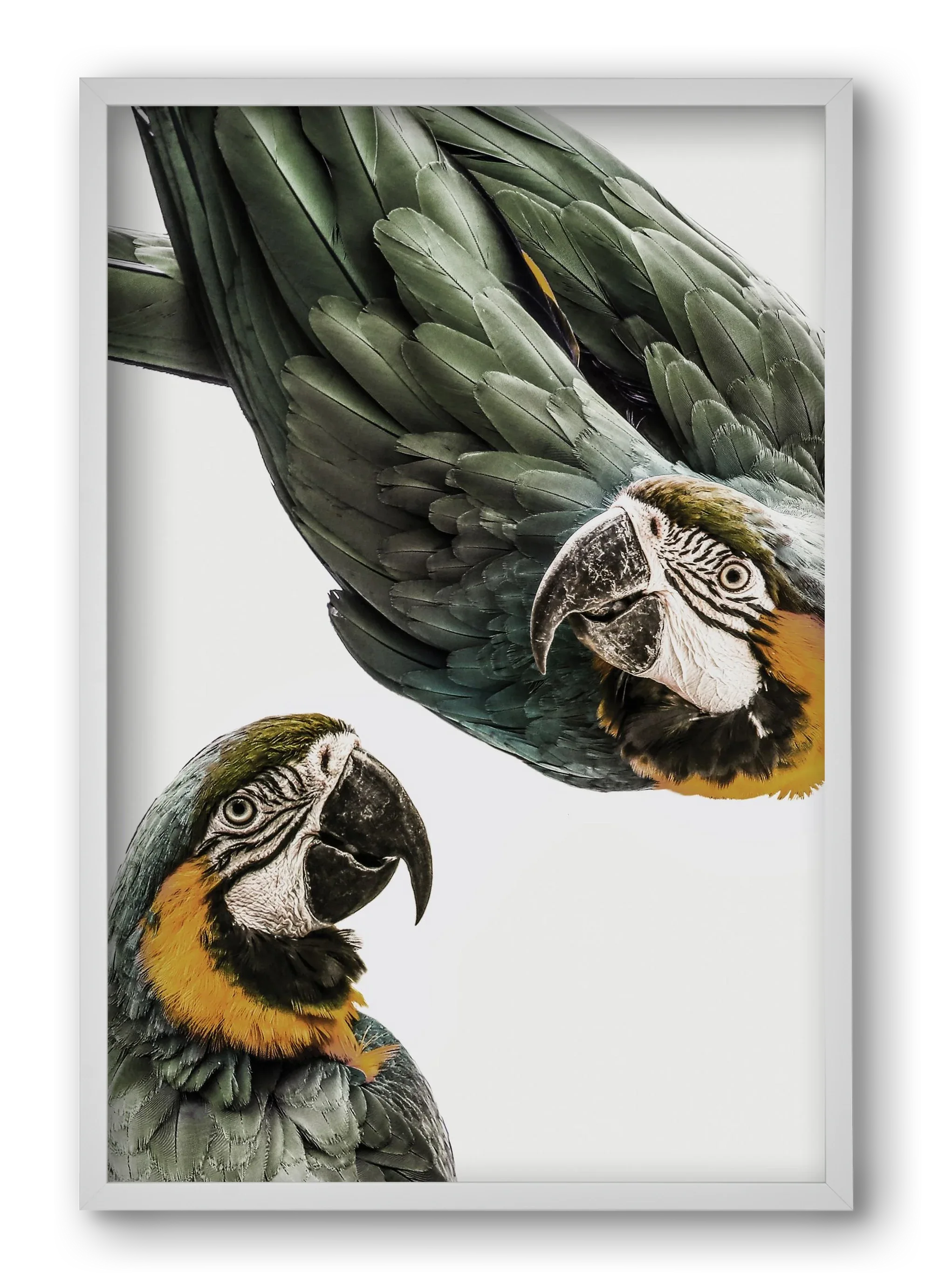 Amazonia - artbridge