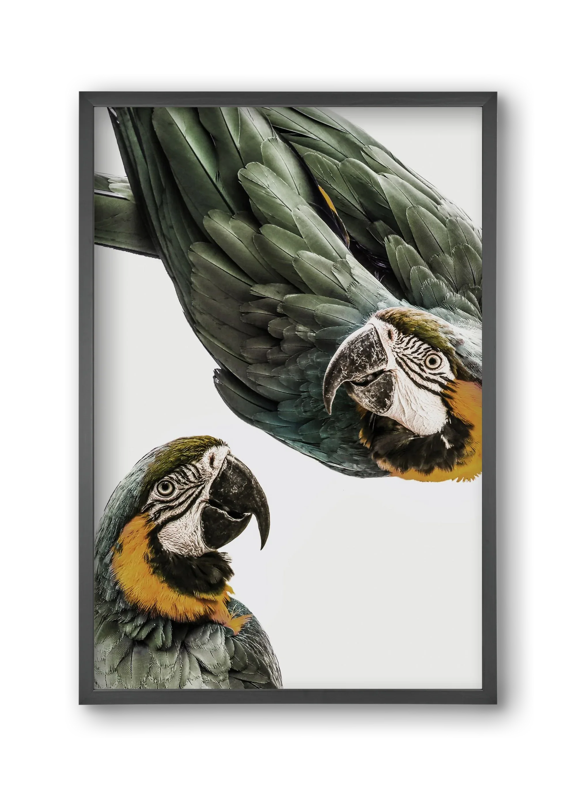 Amazonia - artbridge
