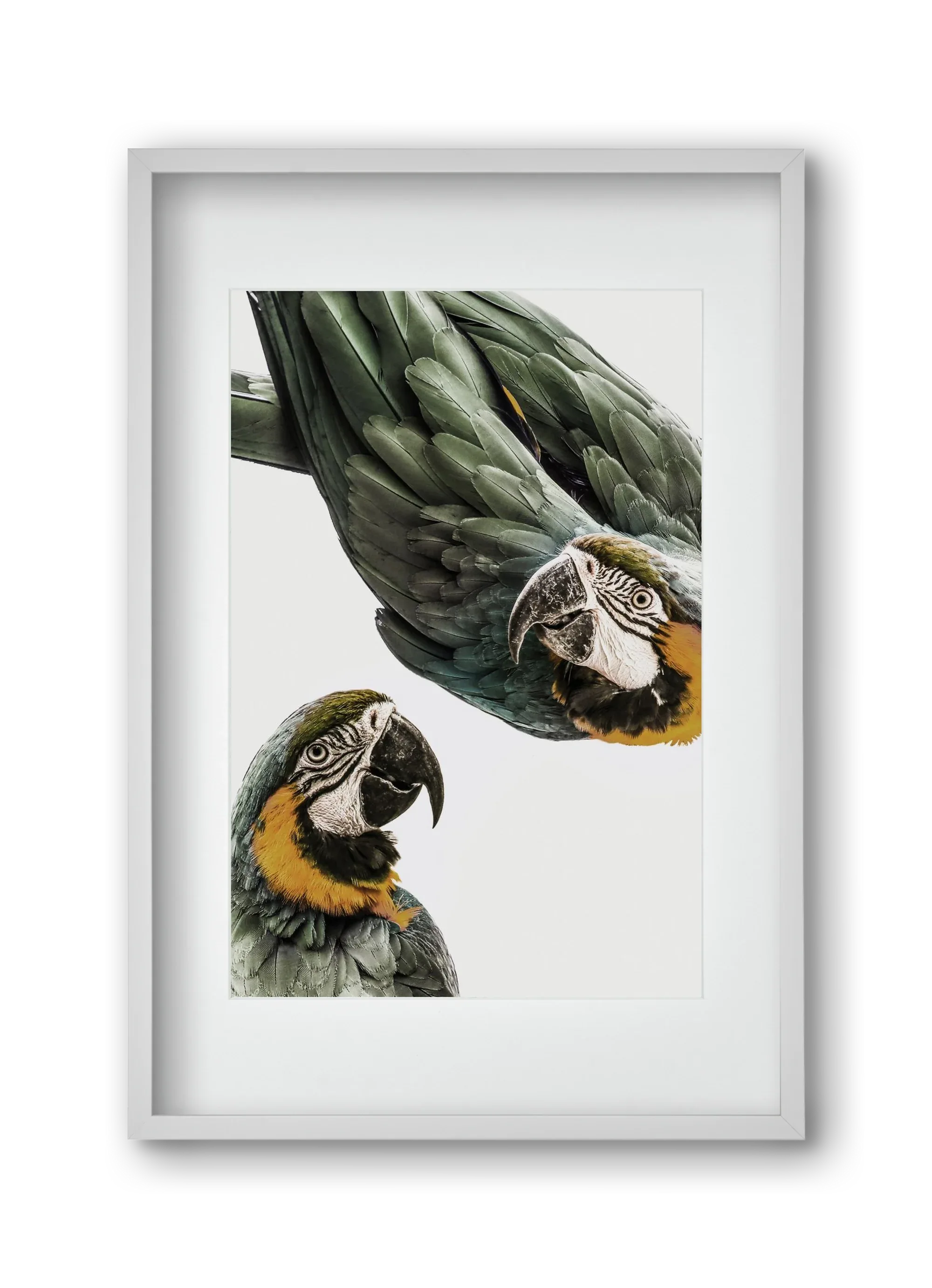 Amazonia - artbridge