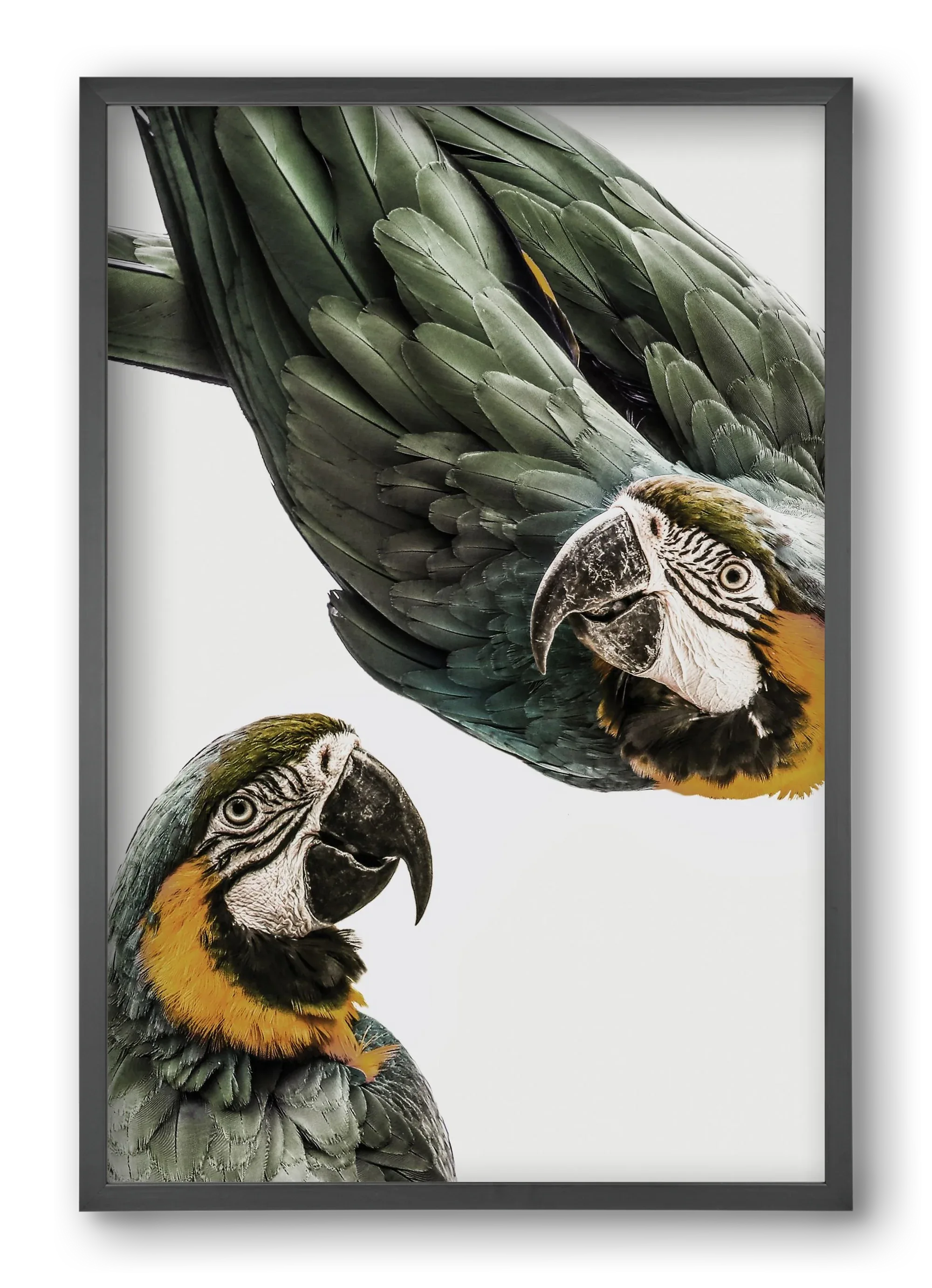 Amazonia - artbridge