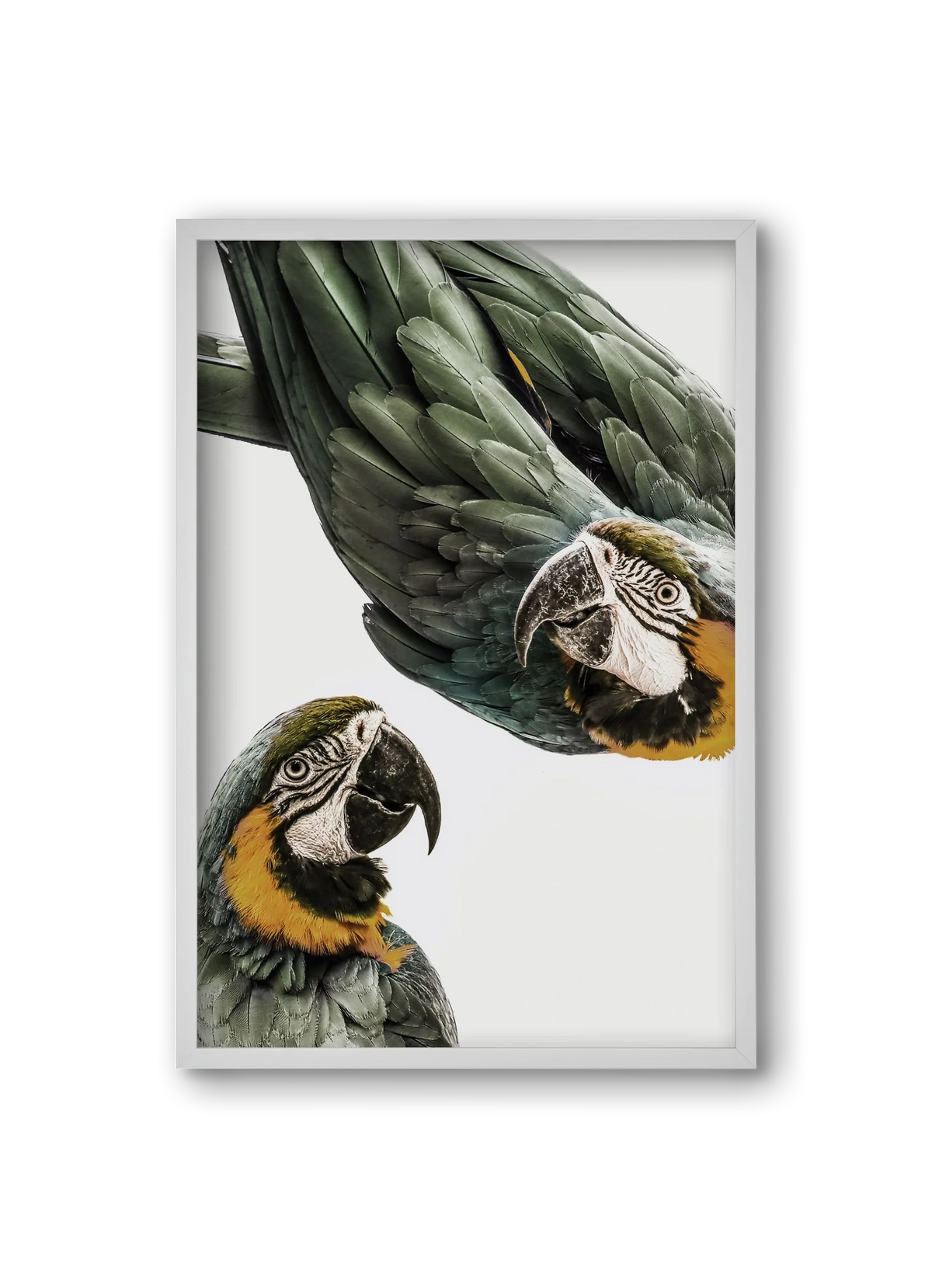 Amazonia - artbridge