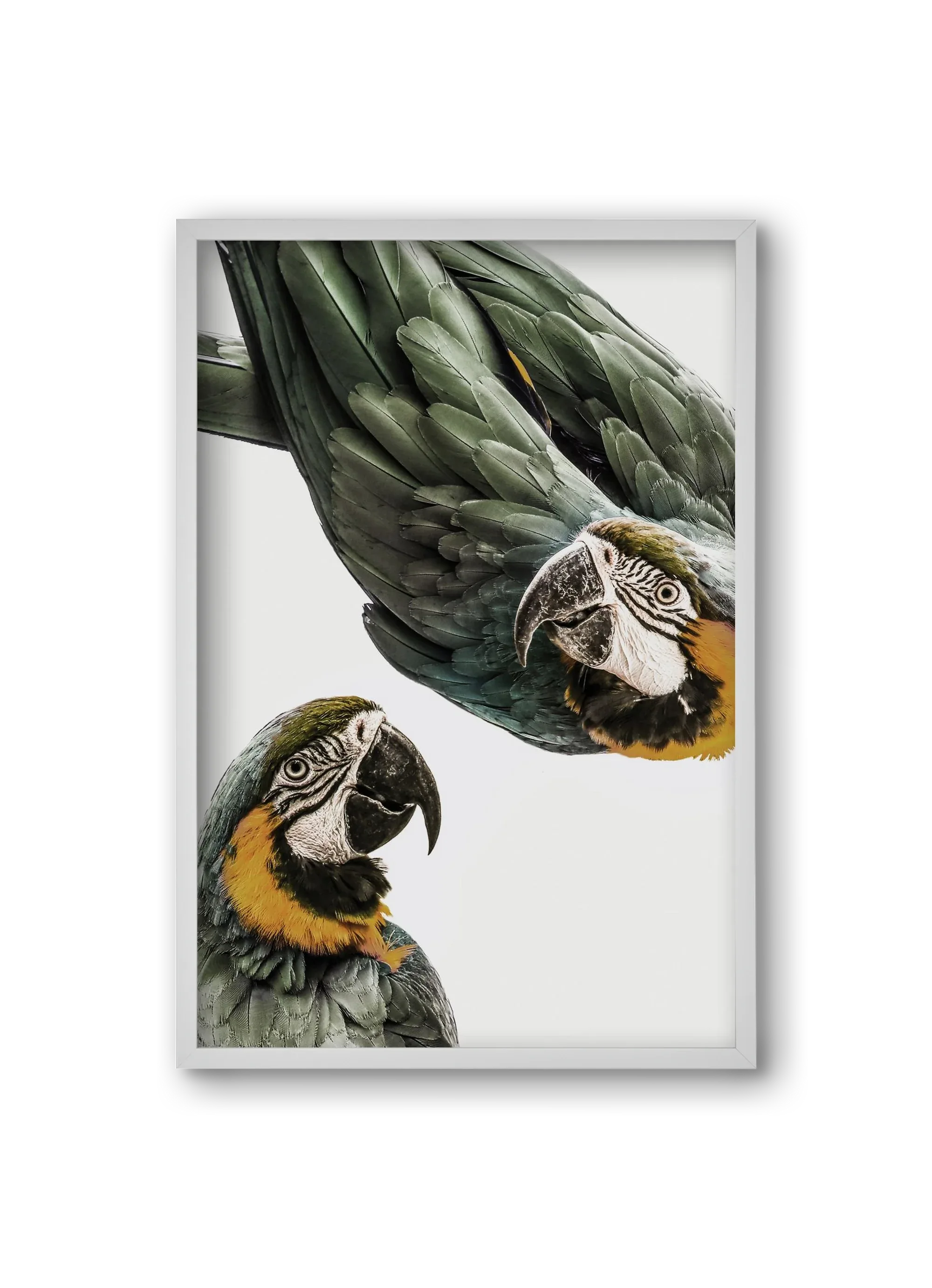 Amazonia - artbridge