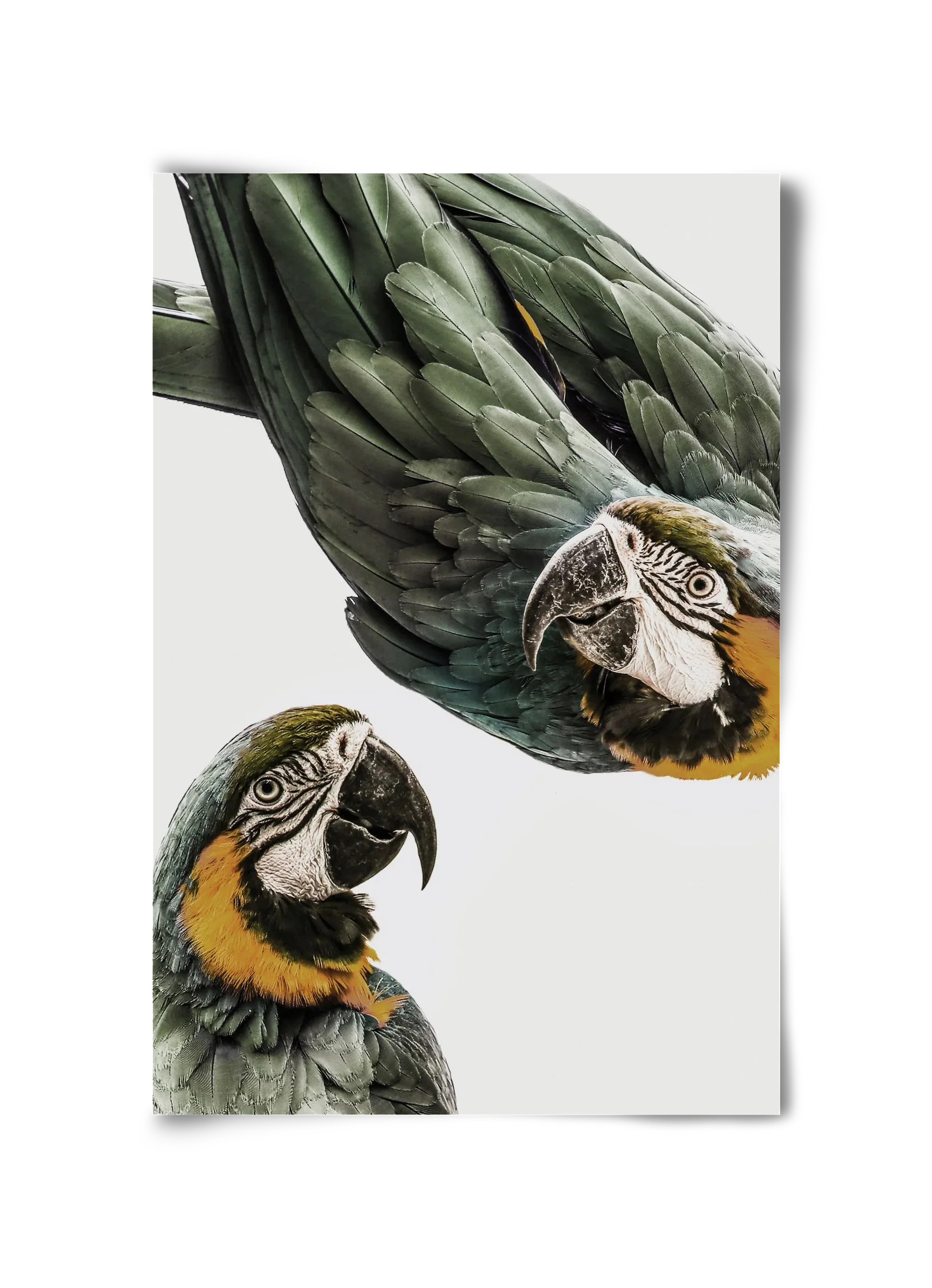 Amazonia - artbridge