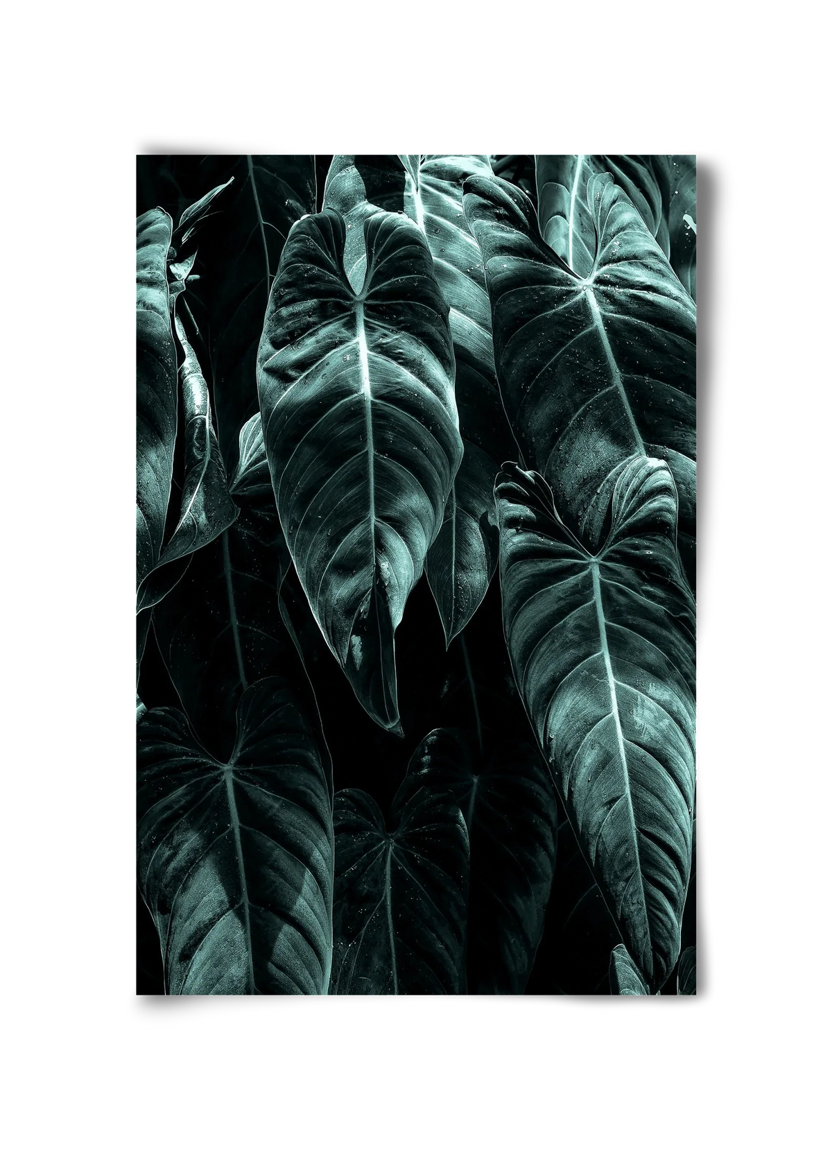 Jungle - artbridge