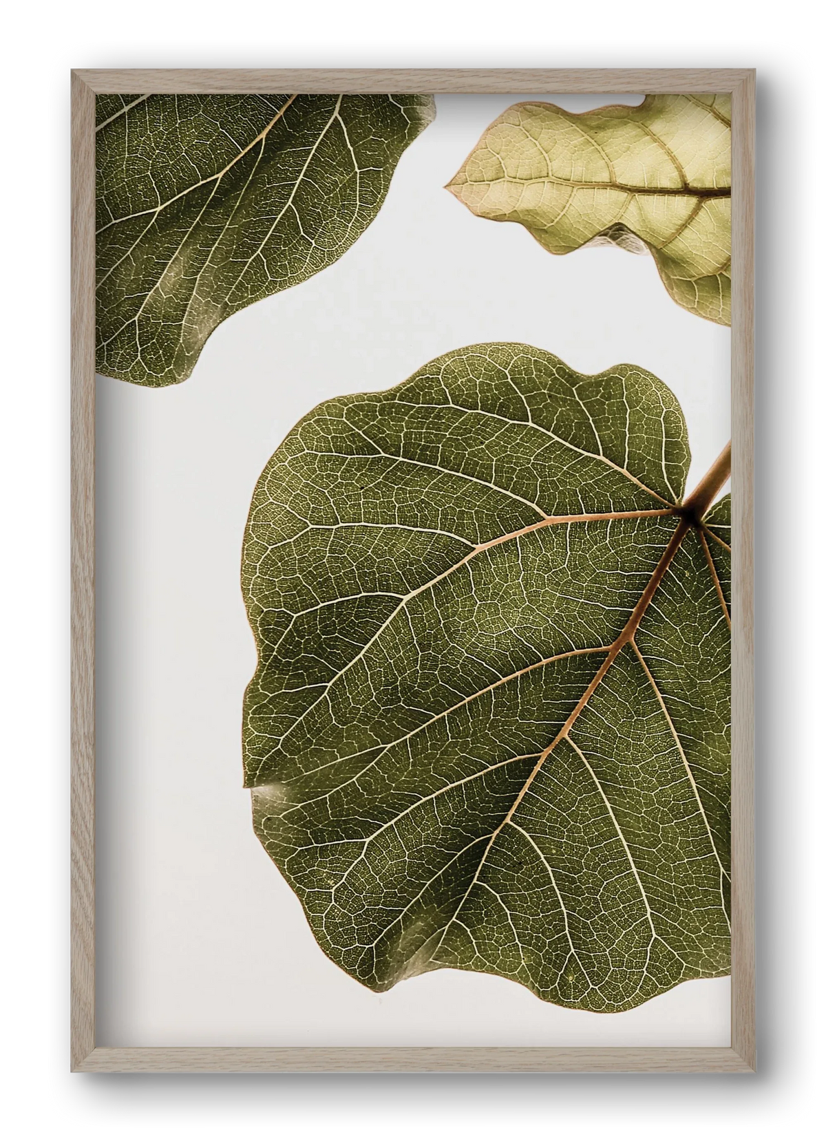 Abutifolia - artbridge