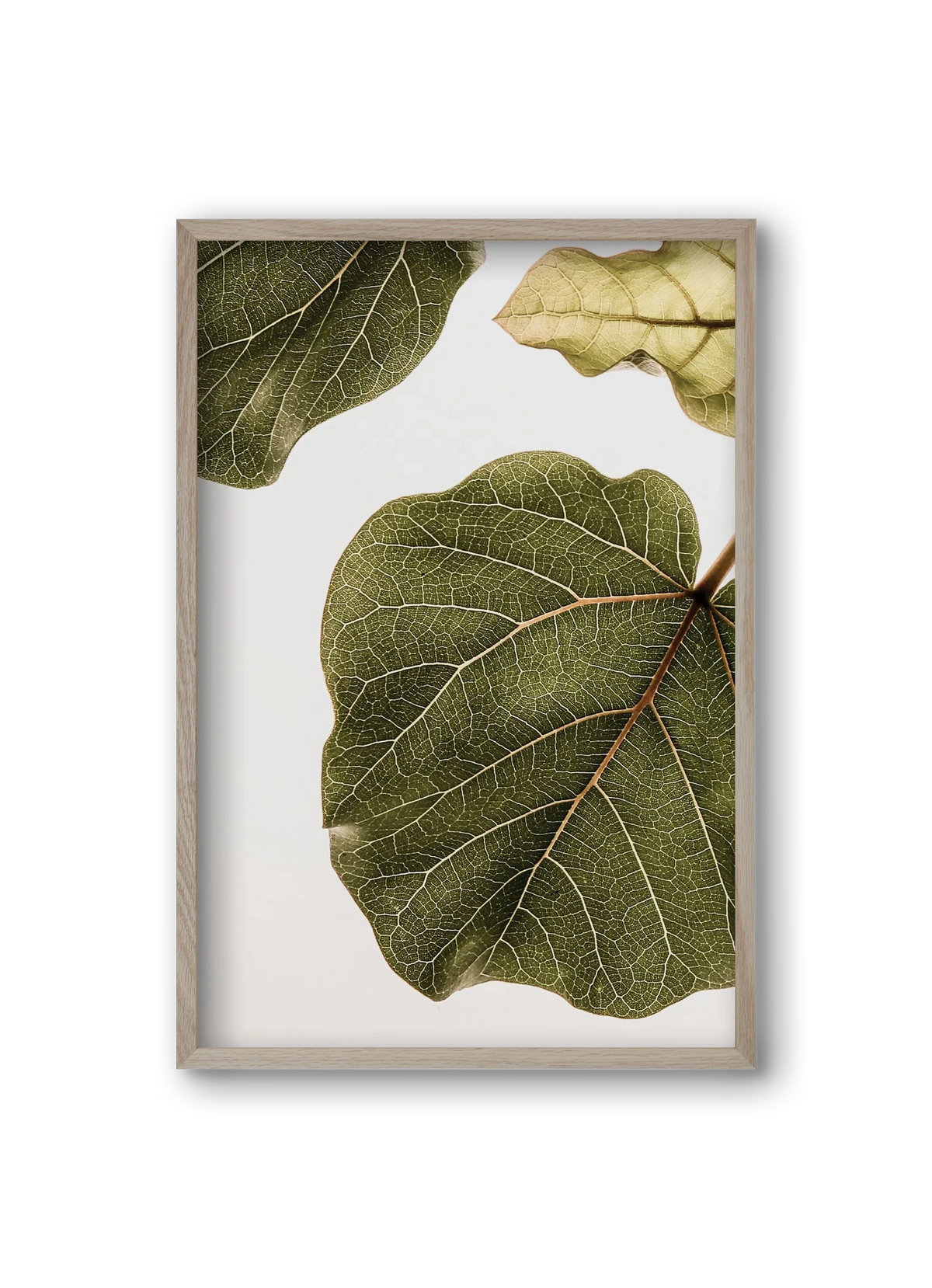 Abutifolia - artbridge