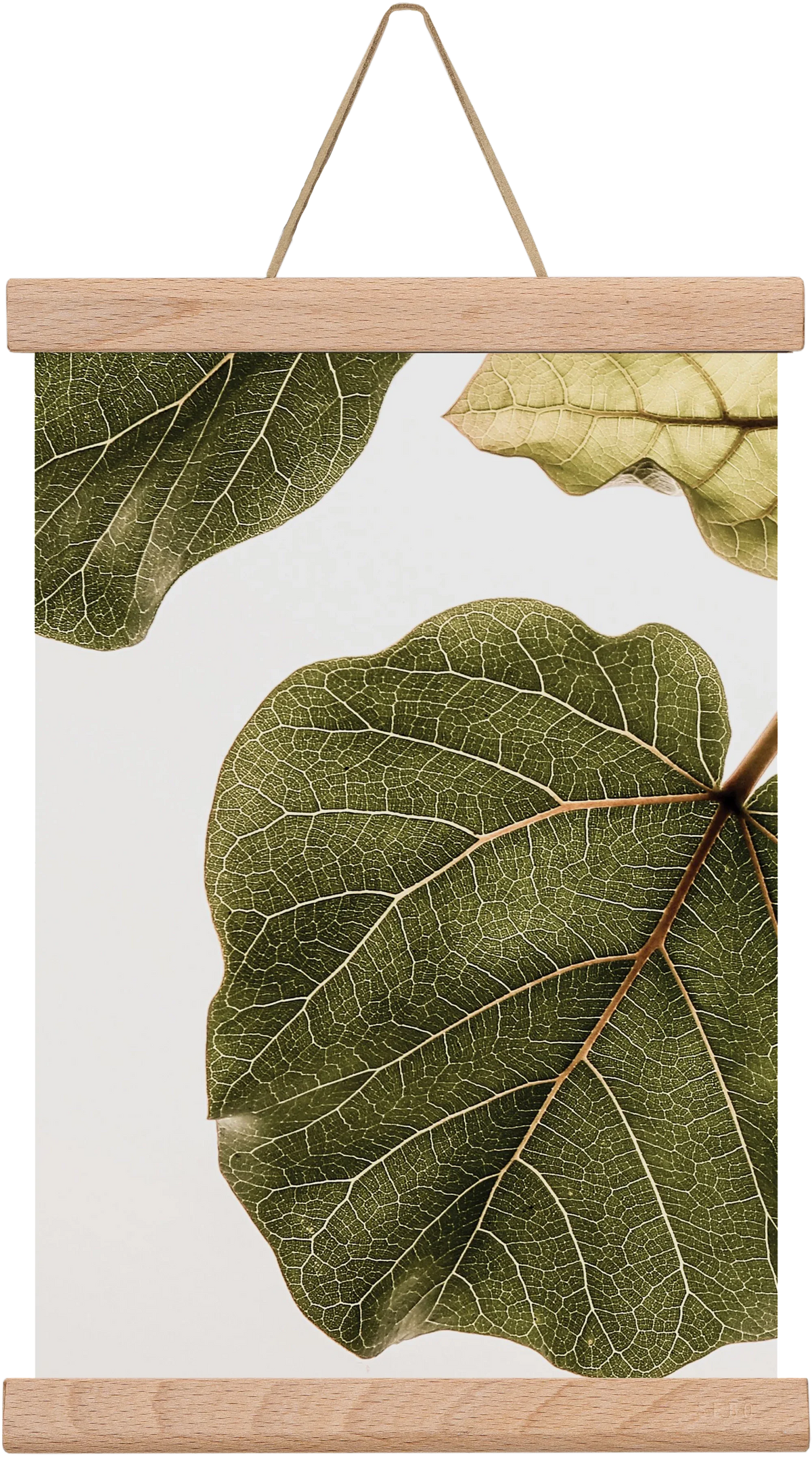 Abutifolia - artbridge