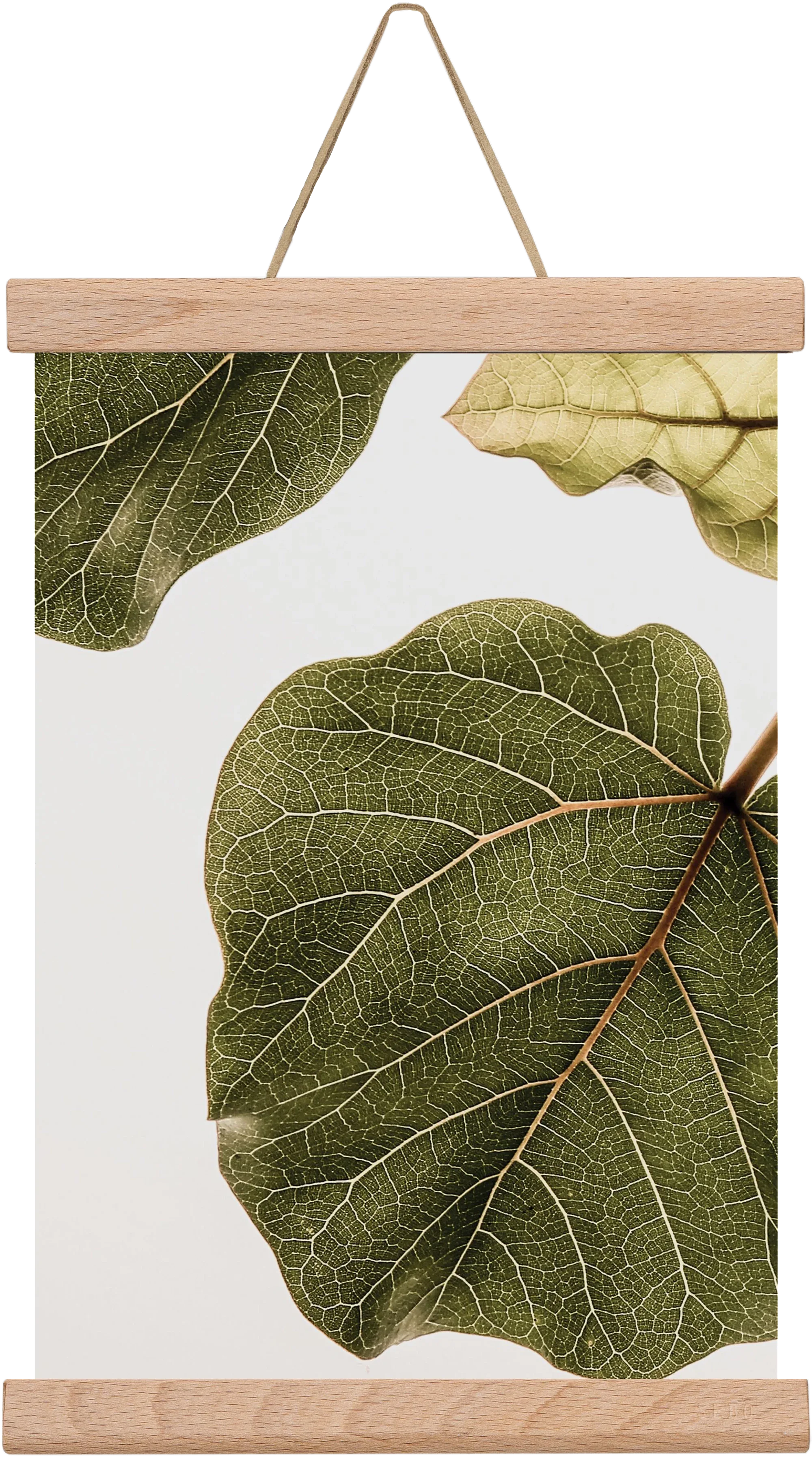Abutifolia - artbridge