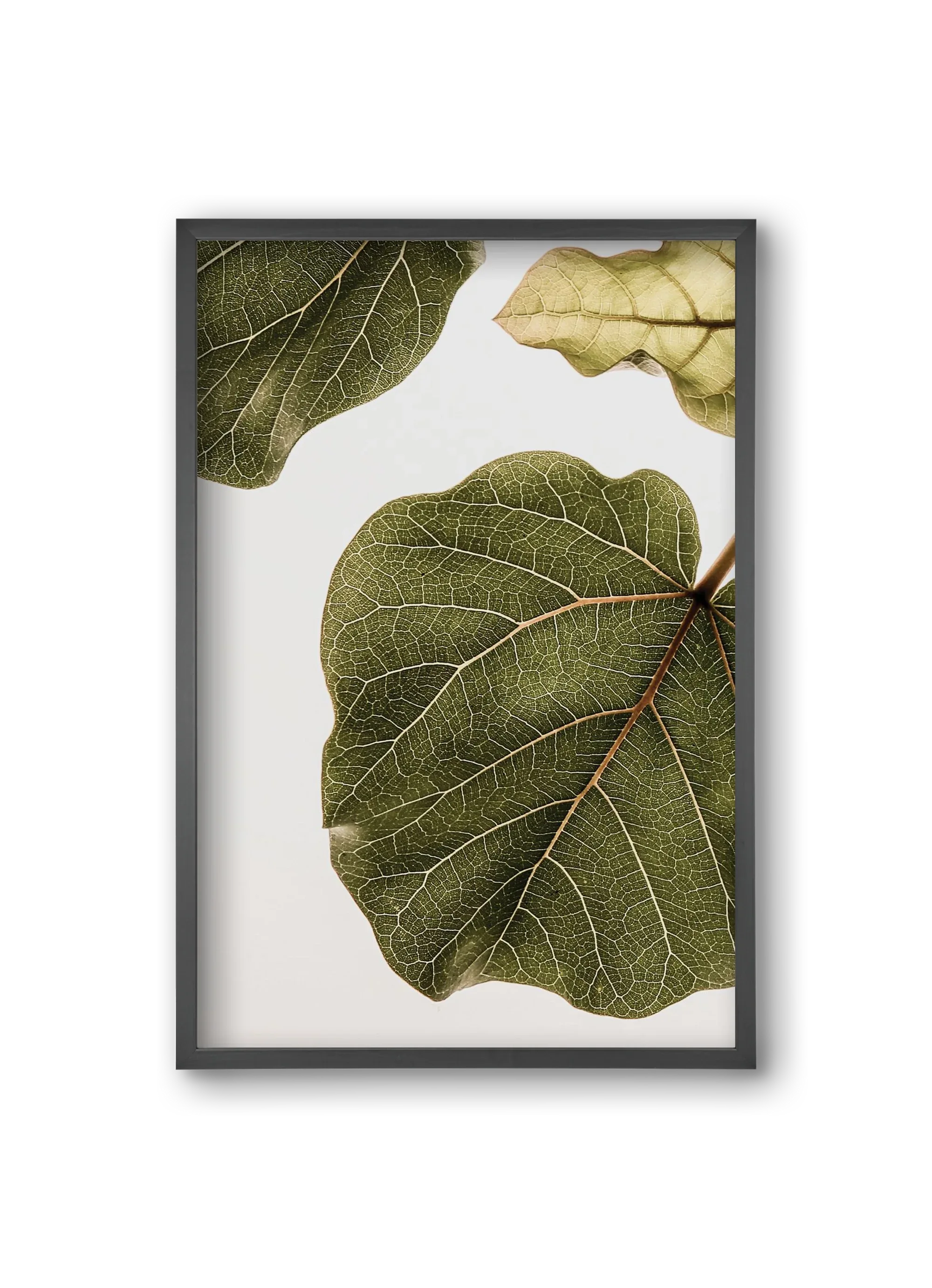 Abutifolia - artbridge