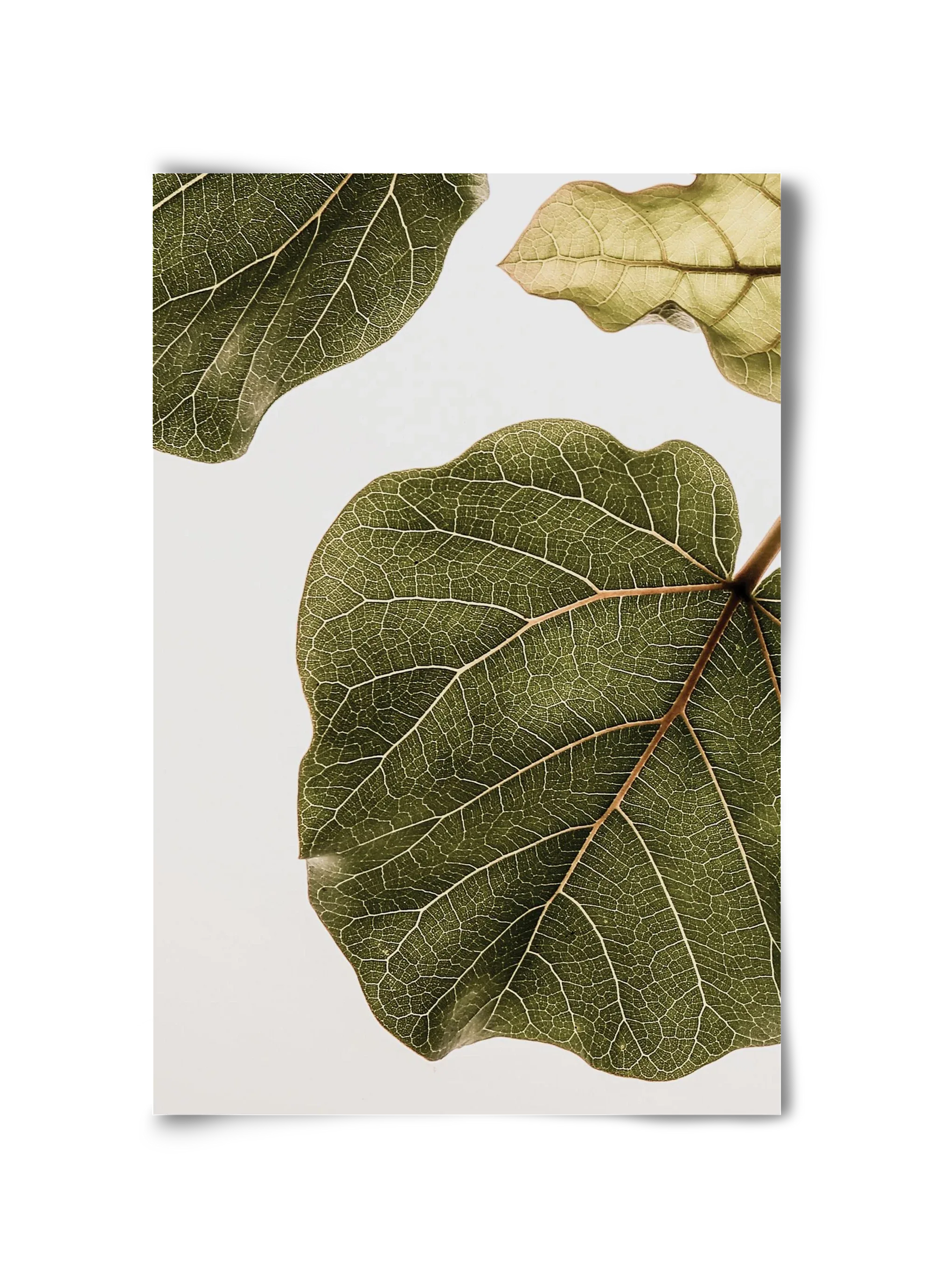 Abutifolia - artbridge