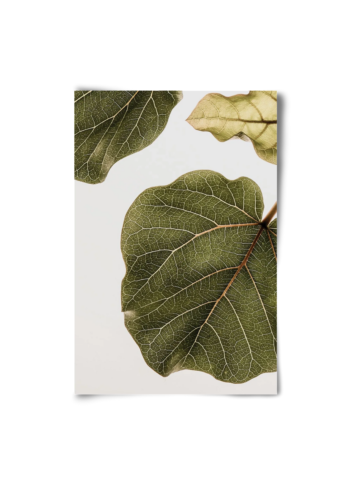 Abutifolia - artbridge