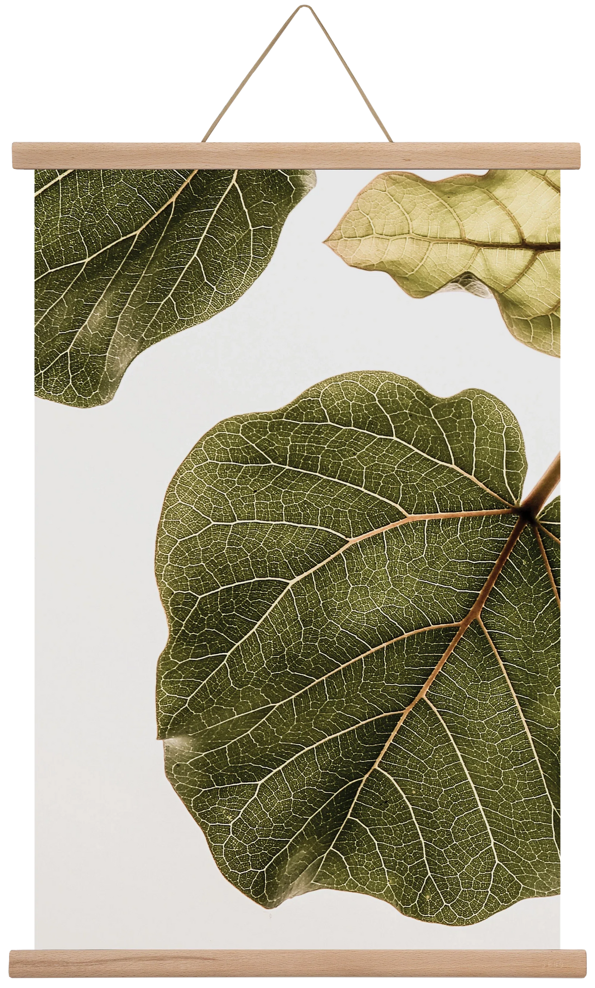 Abutifolia - artbridge