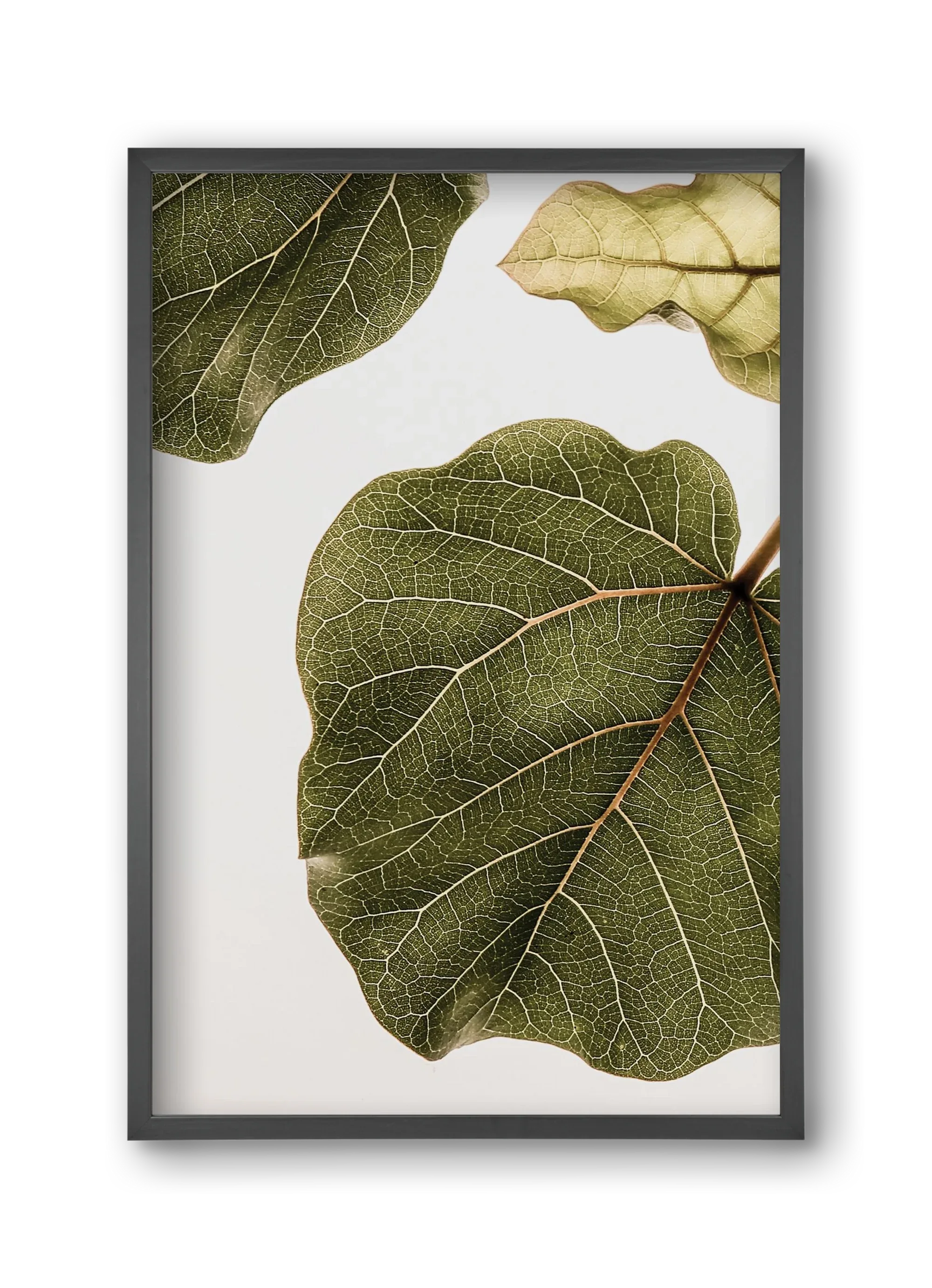 Abutifolia - artbridge