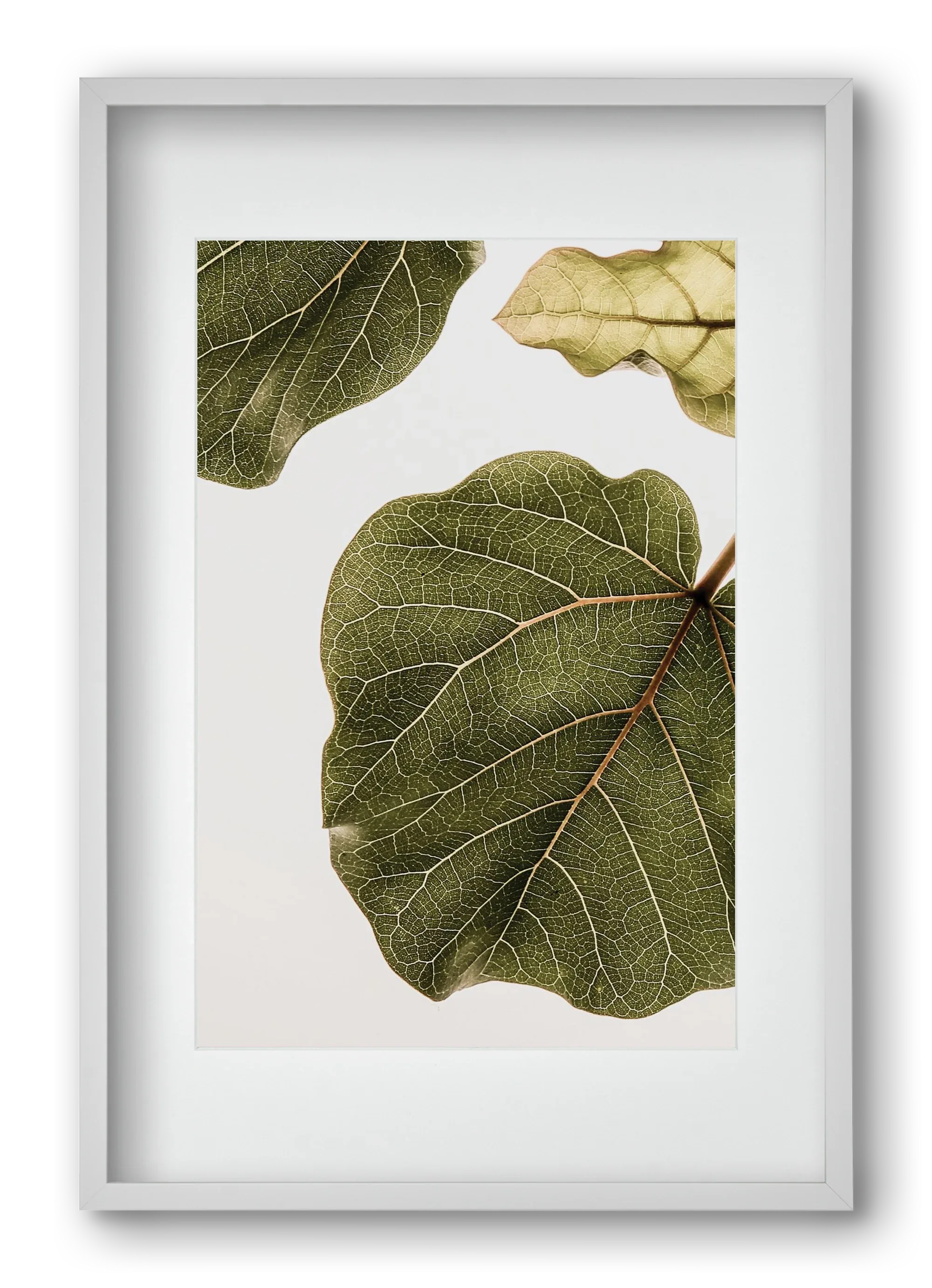 Abutifolia - artbridge