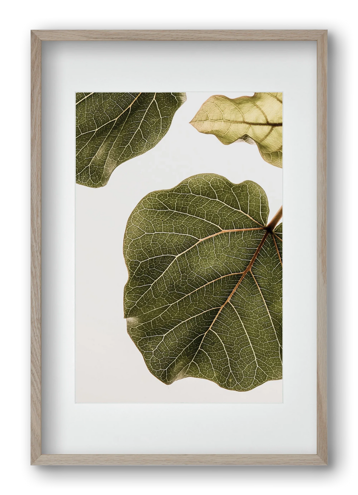 Abutifolia - artbridge