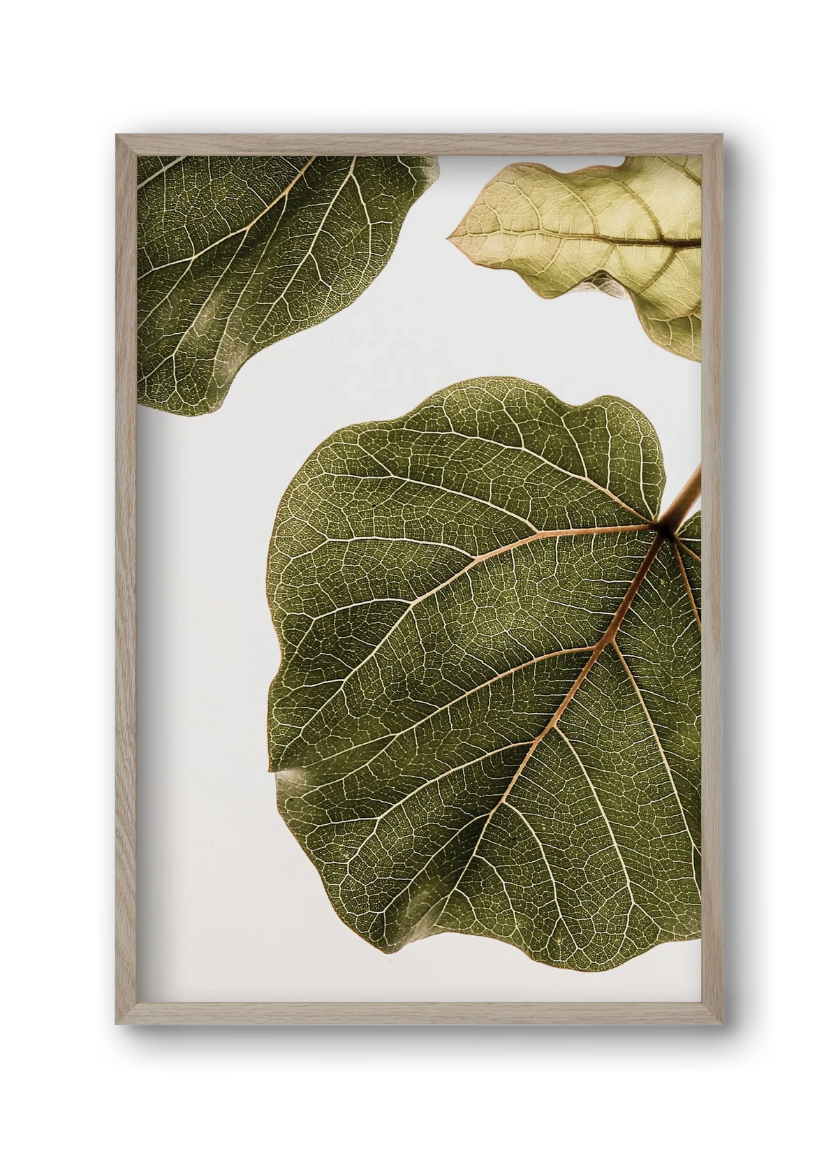 Abutifolia - artbridge