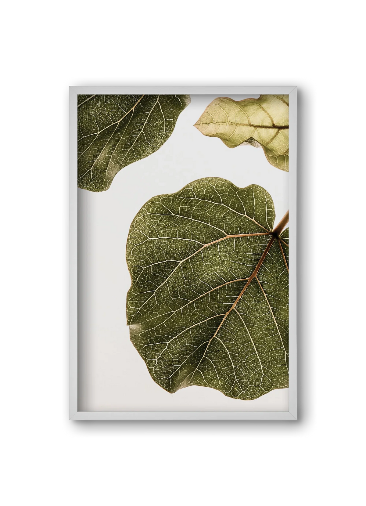 Abutifolia - artbridge