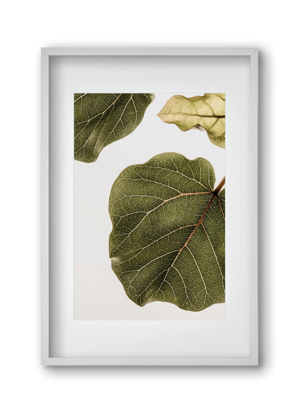 Abutifolia - artbridge