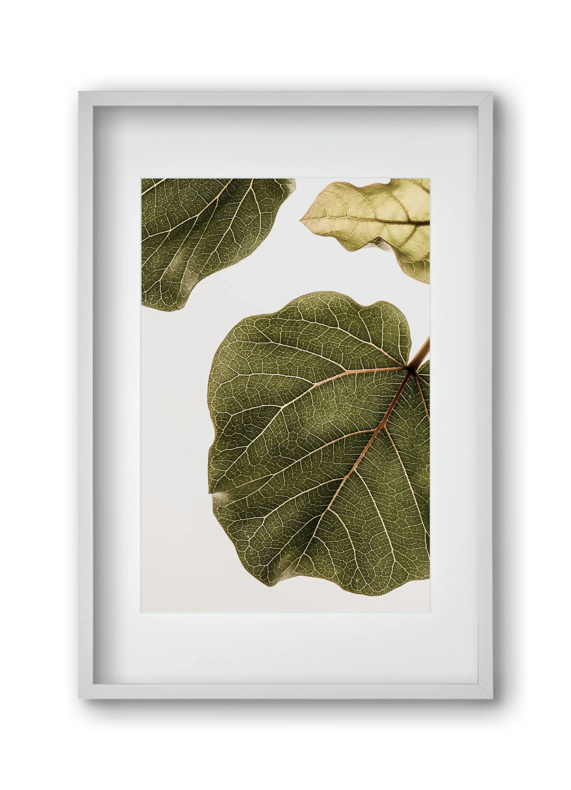 Abutifolia - artbridge