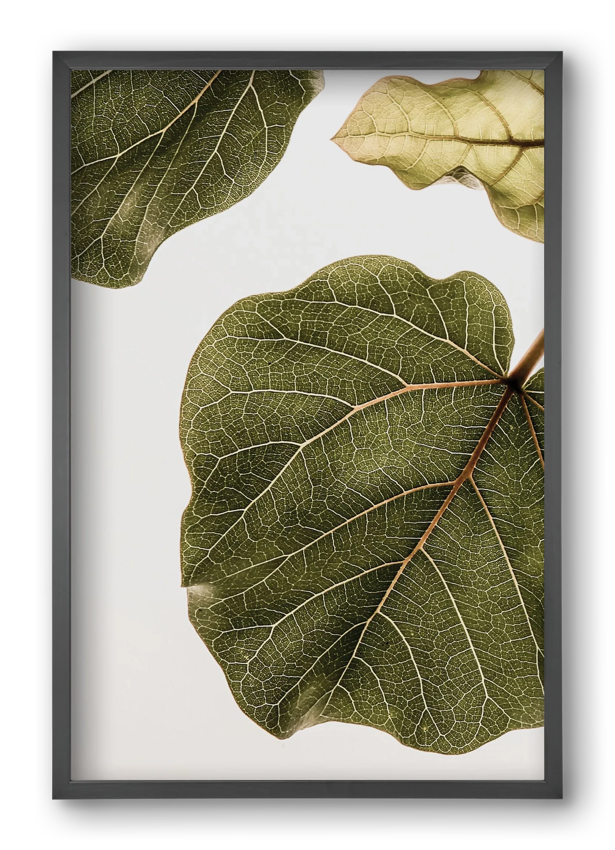 Abutifolia - artbridge