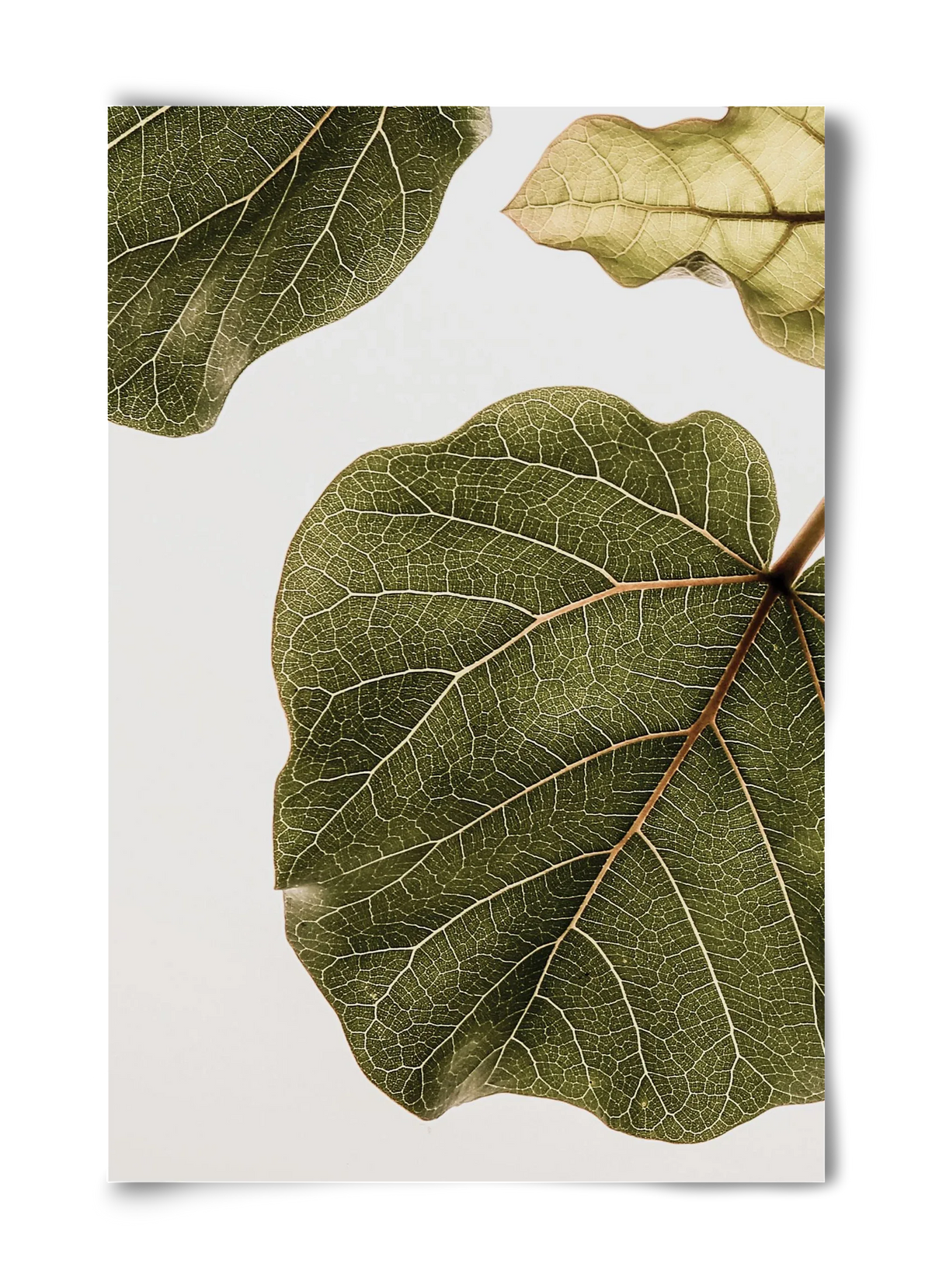 Abutifolia - artbridge