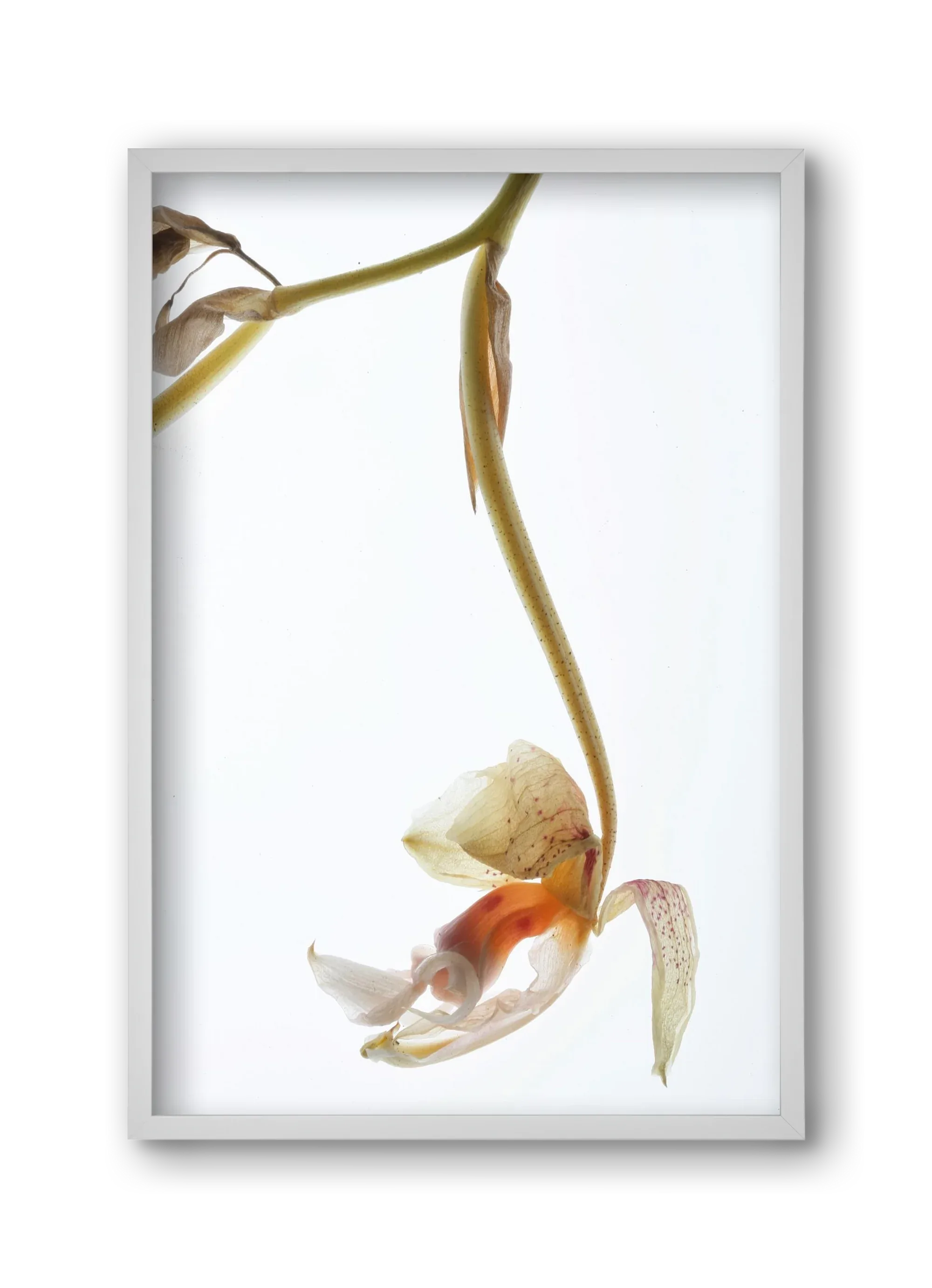 Arch angle - artbridge