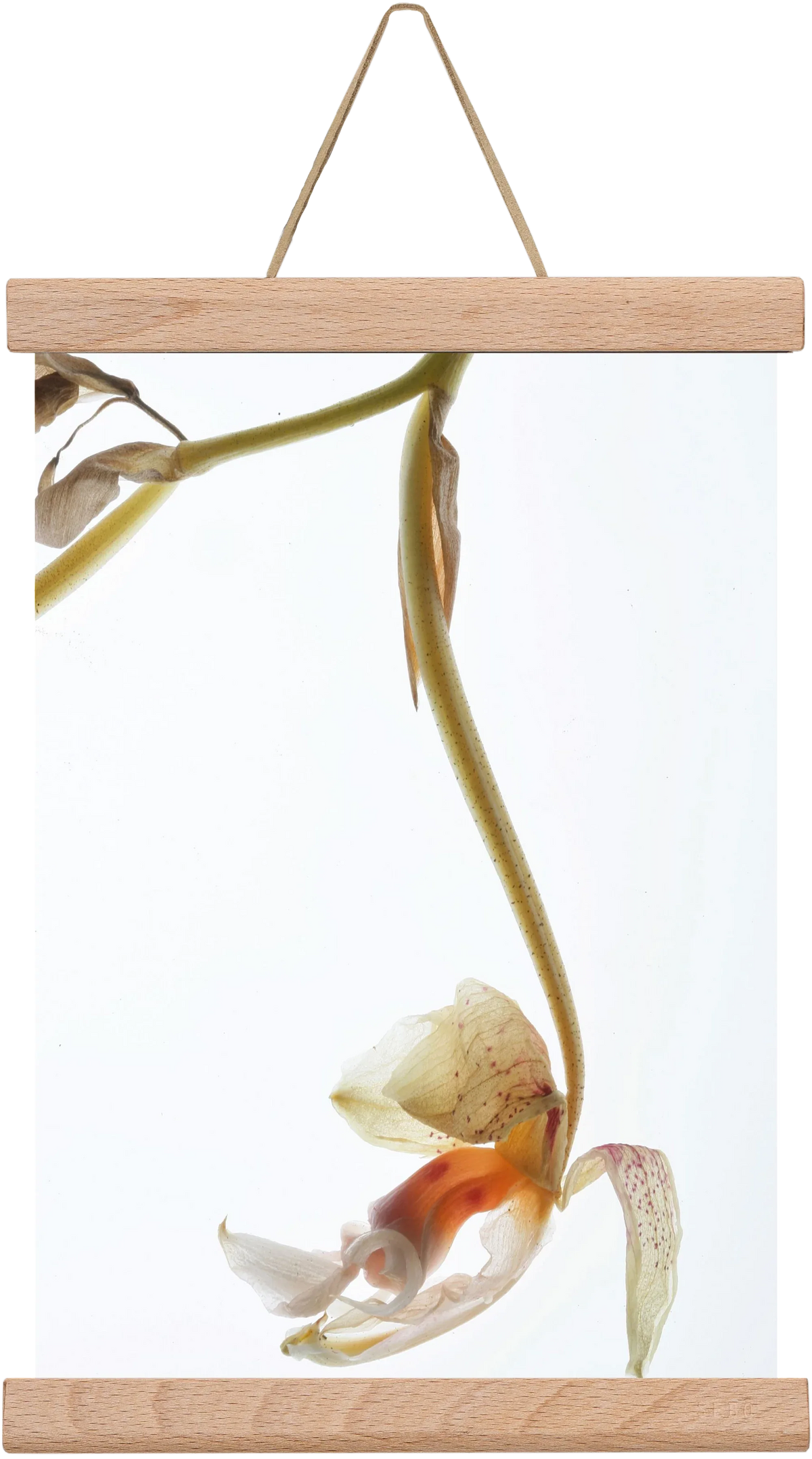 Arch angle - artbridge