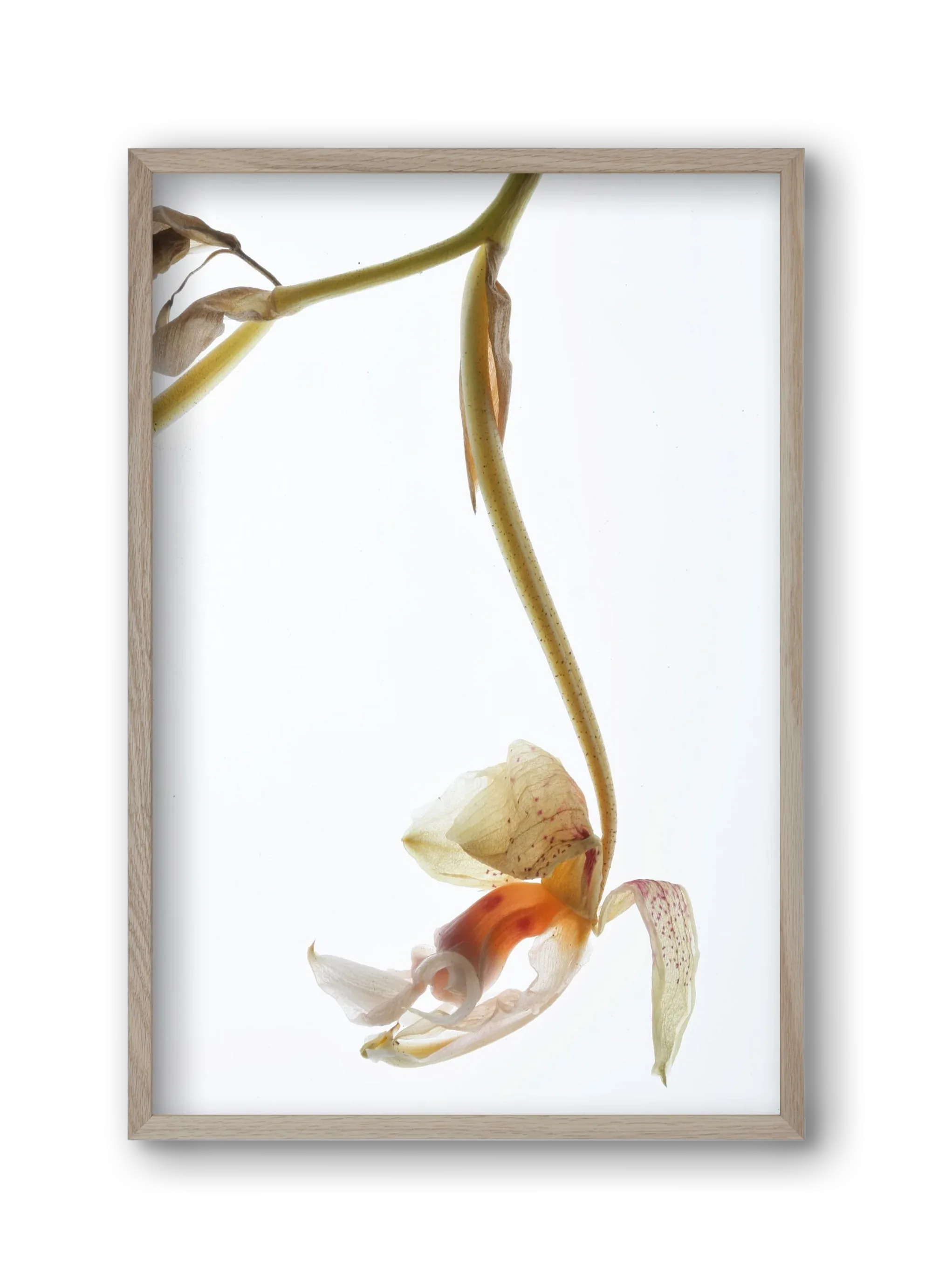 Arch angle - artbridge