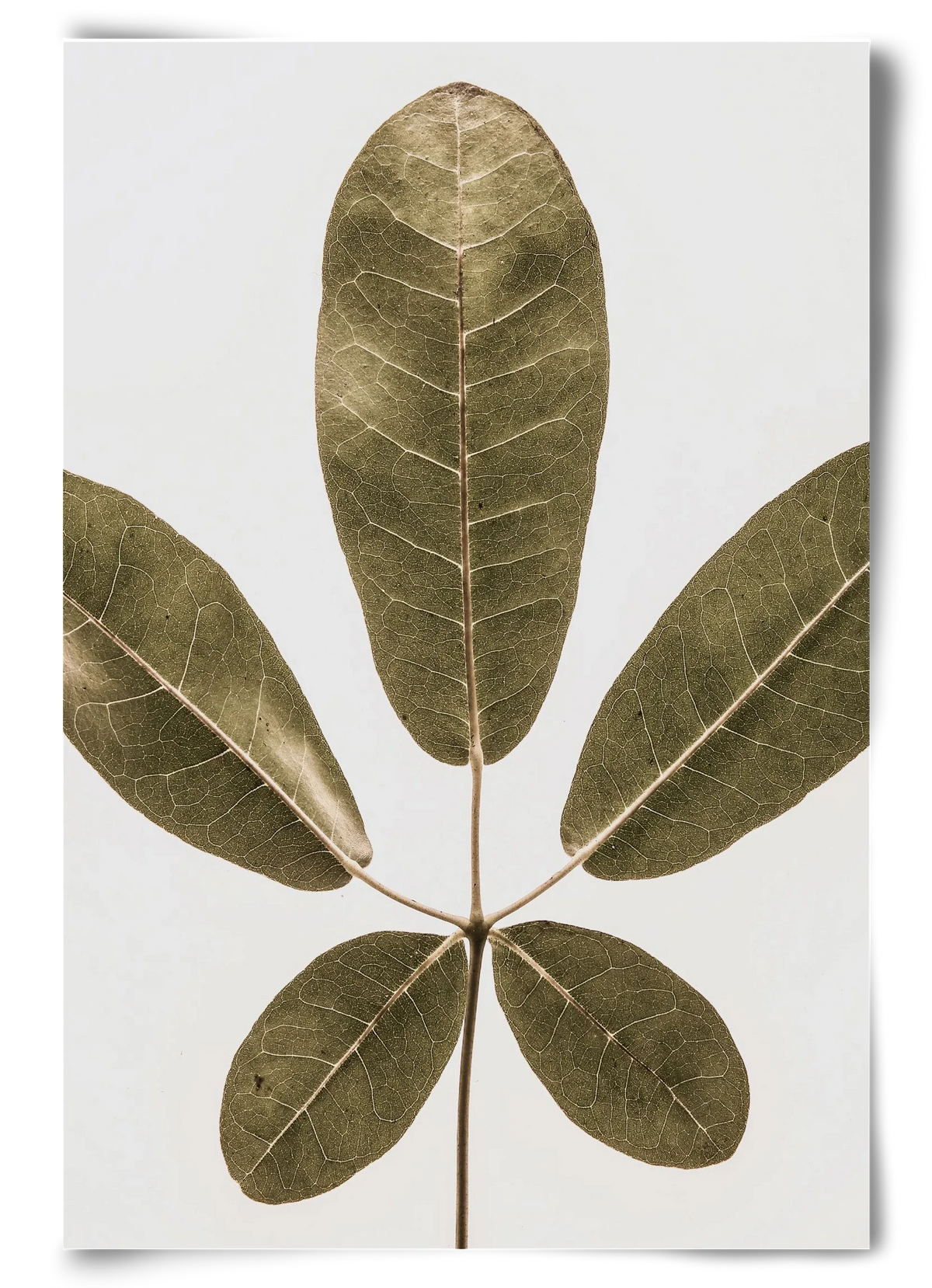 Autumn leaf - artbridge