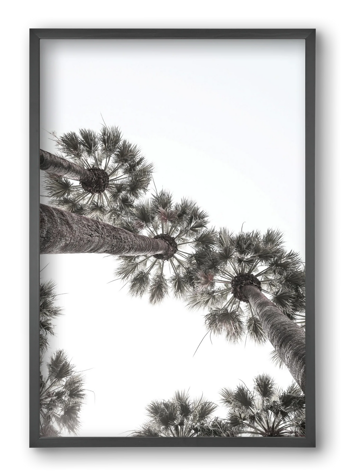 Bodrum Plams - artbridge