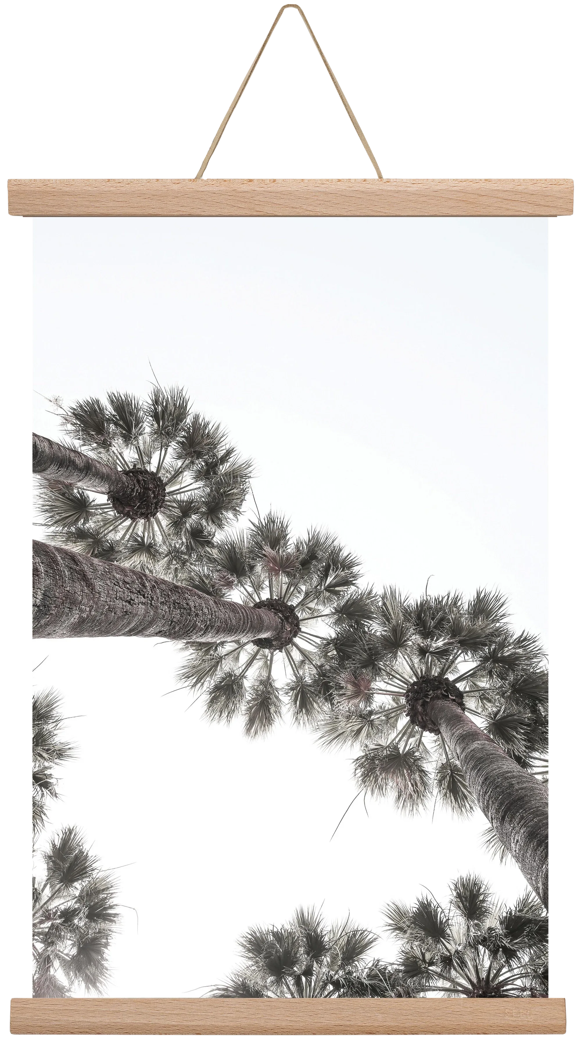 Bodrum Plams - artbridge