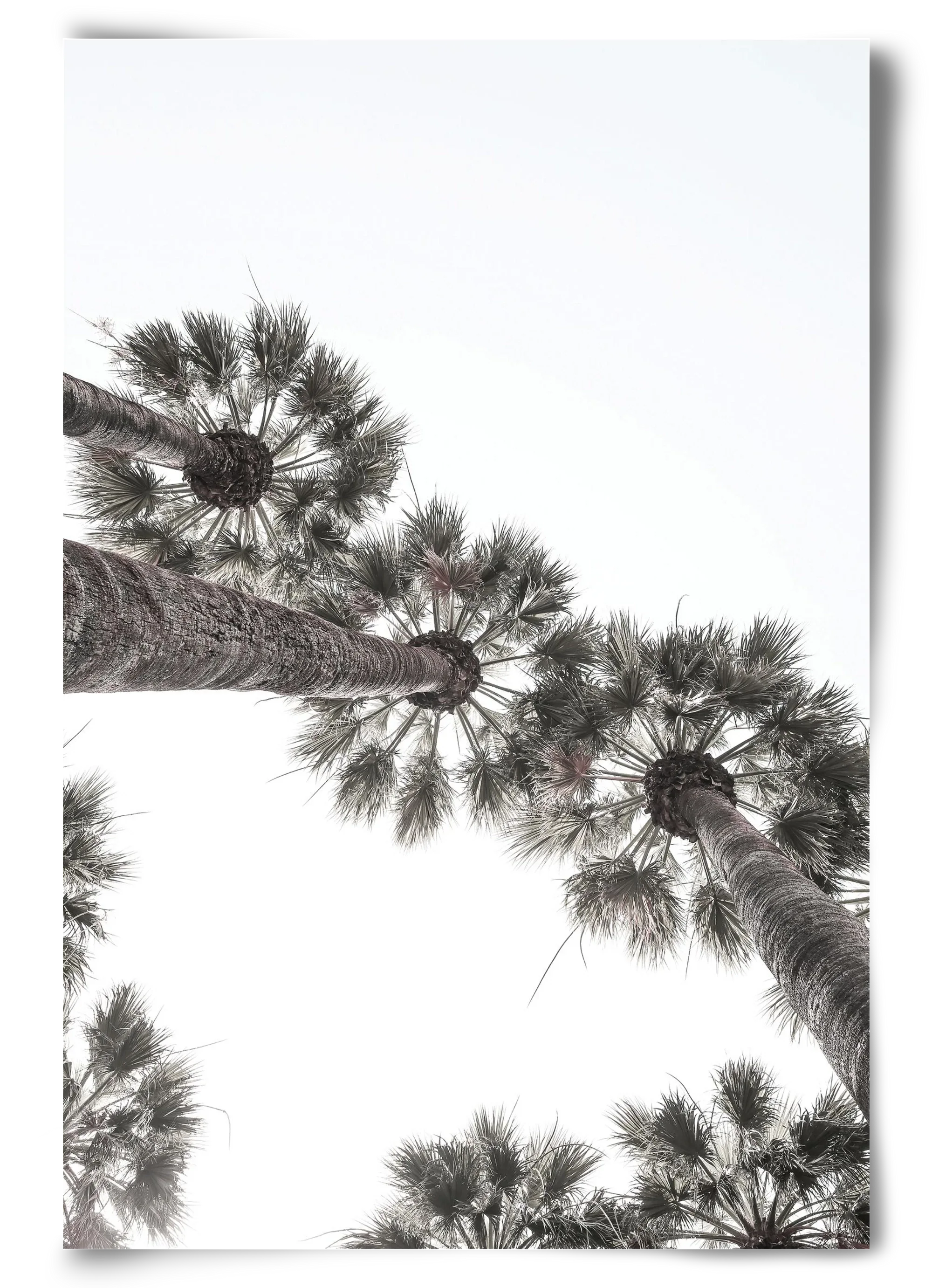 Bodrum Plams - artbridge